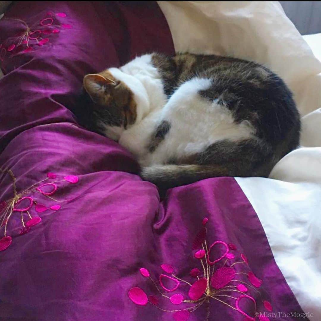 のインスタグラム：「Lock down life is all about finding new spots to sleep in 💤」