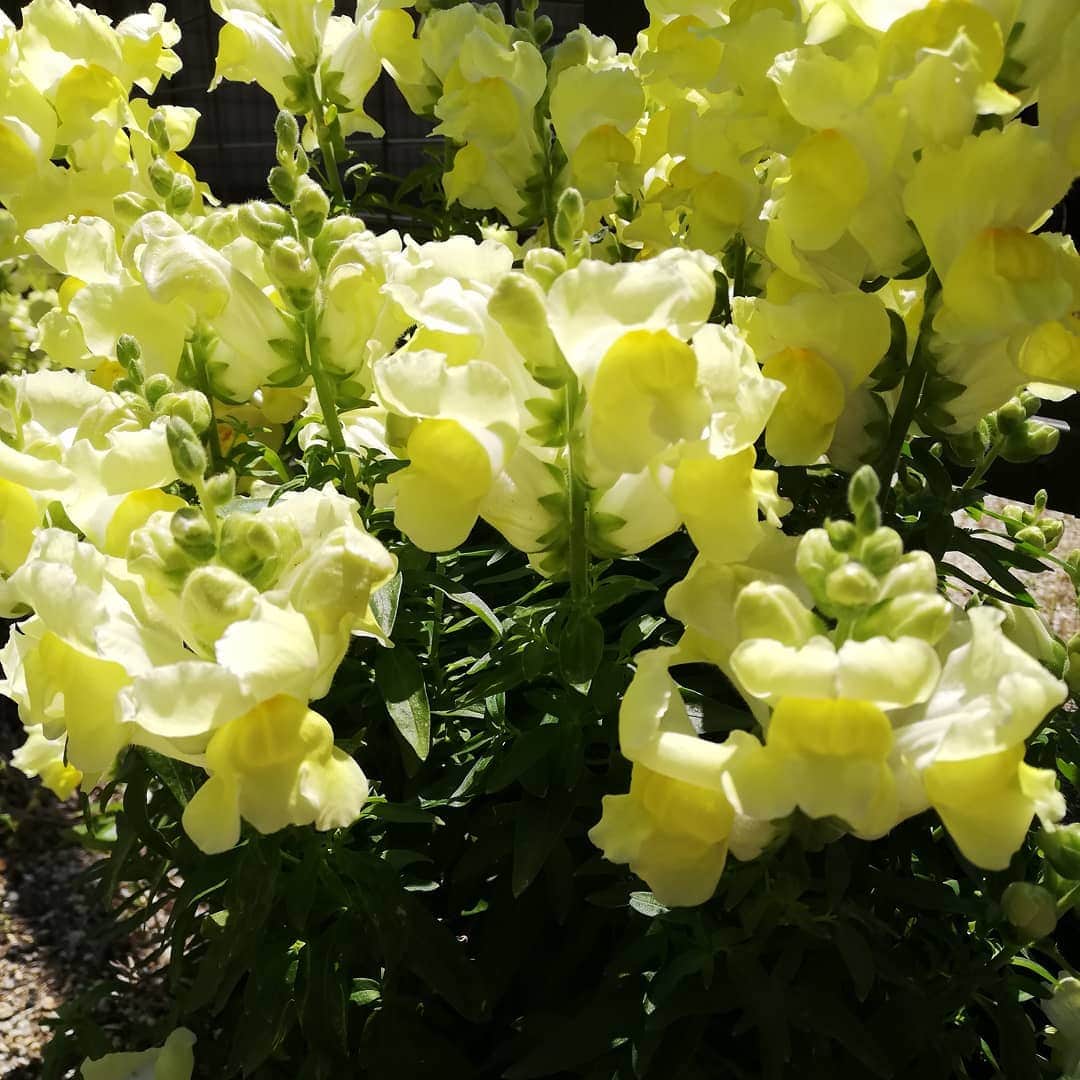 佐藤裕二さんのインスタグラム写真 - (佐藤裕二Instagram)「金魚草です。すぐ大きくなるし、咲きすぎて困る（笑）  去年買って、白の方が良かったかなと思ってましたが、最近黄色も気に入ってきました。  今日4月28日は「良い庭」の語呂合わせで「庭の日」だそうです。  #金魚草 #キンギョソウ  #花 #春の花  #428 #4月28日 #庭の日 #ガーデニング  #メーテレ  #ドデスカ #佐藤裕二 #花おじさん」4月28日 16時10分 - karaage_satou