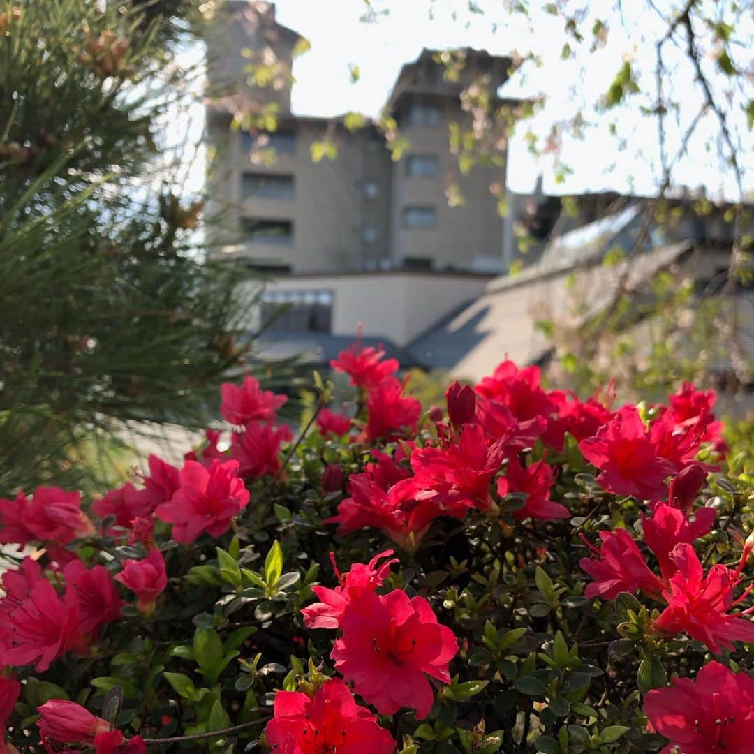 のインスタグラム：「夢乃井のお庭も花盛り🌼です 皆様いかがお過ごしですか？  写真だけでも行楽気分をお楽しみください  #温泉 #夢乃井 #姫路ゆめさき川温泉 #yumenoi #花 #行楽 #旅行  #温泉 #ころなにまけるな  #ステイホーム」