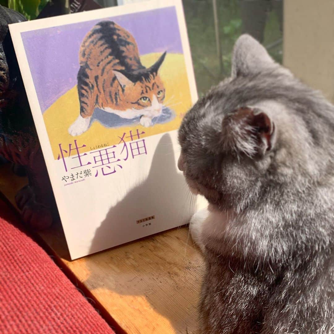 坂本美雨さんのインスタグラム写真 - (坂本美雨Instagram)「〈 #bookcoverchallenge Day 2〉﻿ ﻿ 「性悪猫」やまだ紫 ﻿ ﻿ 心象風景の象徴のように猫が描かれる。﻿ 前髪をふわっと撫でて去っていく風をとらえるような作品。﻿ ﻿ #cat #サバ美﻿ #ブックカバーチャレンジ﻿」4月28日 16時39分 - miu_sakamoto