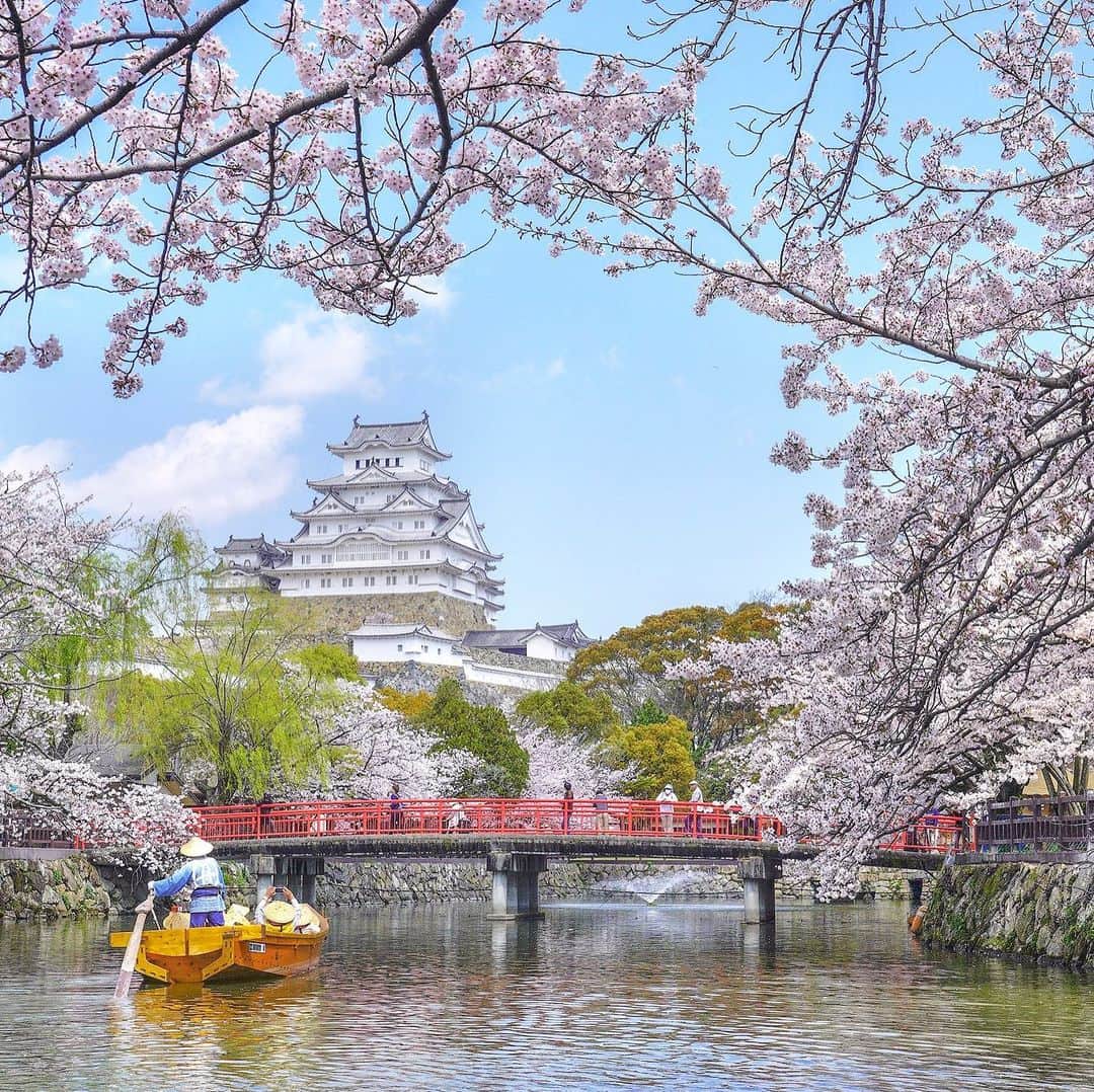 関西電力株式会社さんのインスタグラム写真 - (関西電力株式会社Instagram)「. ＼桜のフレームから臨む姫路城✨／ 兵庫県姫路市にある世界遺産・姫路城🏯 今回は、春の陽気を浴びて燦然と輝く姫路城と桜の風景をお届けします🌸✨ . ※写真は過去に撮影したものです --------------- 《投稿をご覧の皆さまへ》 日本政府により緊急事態宣言が発令されました。 1日も早く収束するよう、外出を控え感染予防の徹底を心がけましょう。 関西電力Instagramでは、引き続き関西地方の灯、あたたかみのある風景のお届けを通して、皆さまの心に灯りがともるような癒しをお届けしてまいります。 おうち時間のお供にぜひご活用ください。 --------------- . #おうち時間 #おうちじかん #うちで過ごそう #世界遺産 #城 #はなまっぷ #桜 #おうちでお花見 #綺麗な景色 #日本100名城 #お堀 #姫路 #兵庫 #姫路城 #himeji #白鷺城 #城巡り #お城好き #himejicastle #姫路観光 #loves_united_japan #ダレカニミセタイケシキ #bestphoto_japan #灯 #貴重な体験 #景色最高 #tripgramjp #best_expression_night #お写んぽ #インスタスポット」4月28日 18時04分 - kanden.jp