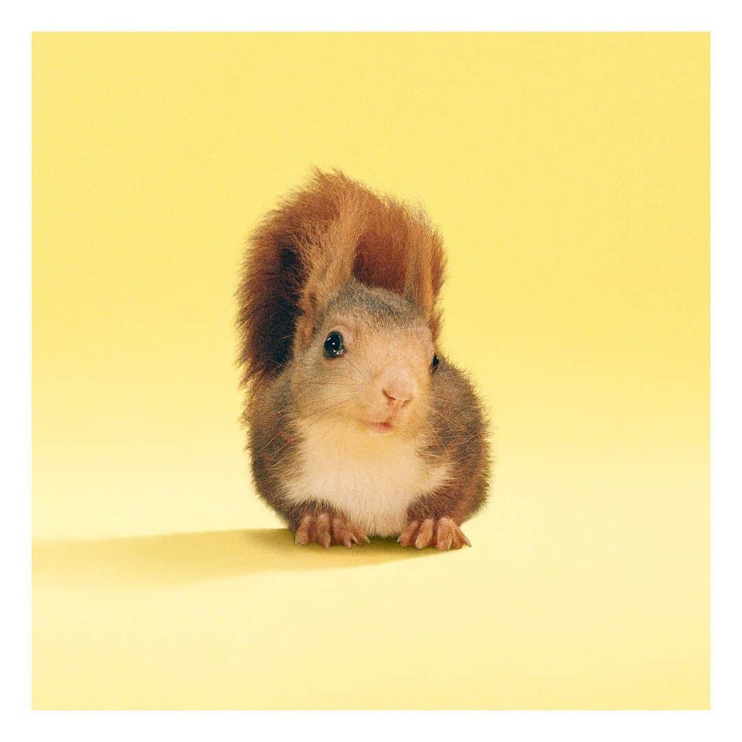 のインスタグラム：「A squirrel is one of the characters featured in the #GucciPreFall20 #SoDeerToMe campaign. The rodent’s name derives from the Greek word σκίουρος (skíouros) meaning shadow-tailed. @alessandro_michele #AlessandroMichele In February this year, Gucci partnered with The @lionssharefund, which raises funds to protect endangered species and their natural habitats. The House donates 0.5% of its media spend to The #LionsShare Fund every time an animal is featured in its advertisements.」