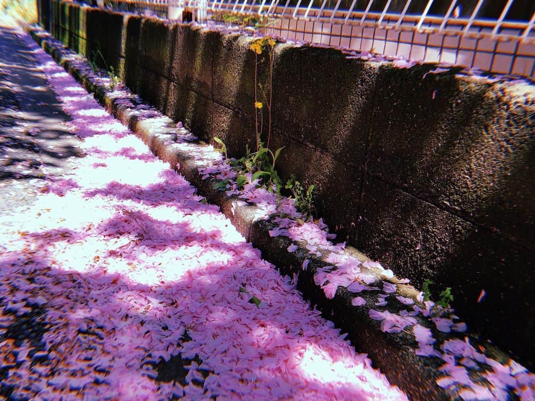 しばたありぼぼさんのインスタグラム写真 - (しばたありぼぼInstagram)「みんな桜のことどう思ってる？」4月28日 18時23分 - shibata_aribobo