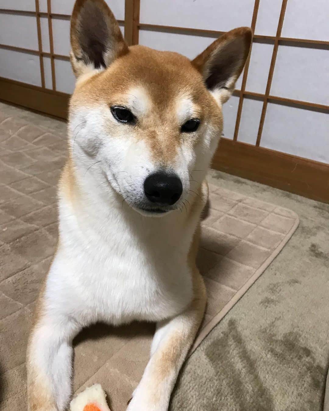 高橋みゆきのインスタグラム：「クラ吉🐶💕4歳なりました🎉 #クラ吉 #4歳 #柴犬 #オス #4月28日 #誕生日 #おめでとう #長生きしてね🐶」
