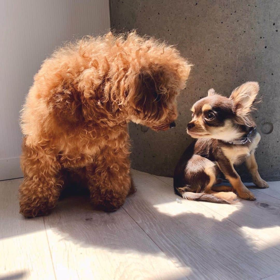 Rina Itagakiのインスタグラム：「Niko’s growing up so fast🥺❤️ この前、ニコたん #犬の幼稚園 に体験入園しました🐾  @dogrhythm でお利口にトレーナーさんと1日遊んでトレーニングしてたみたい🥰 他のワンちゃんと仲良くできる子に育ってほしいなぁと、入園するか迷い中🤔 #チワワ #犬の保育園 #いぬのいるくらし #dogstagram #puppy」