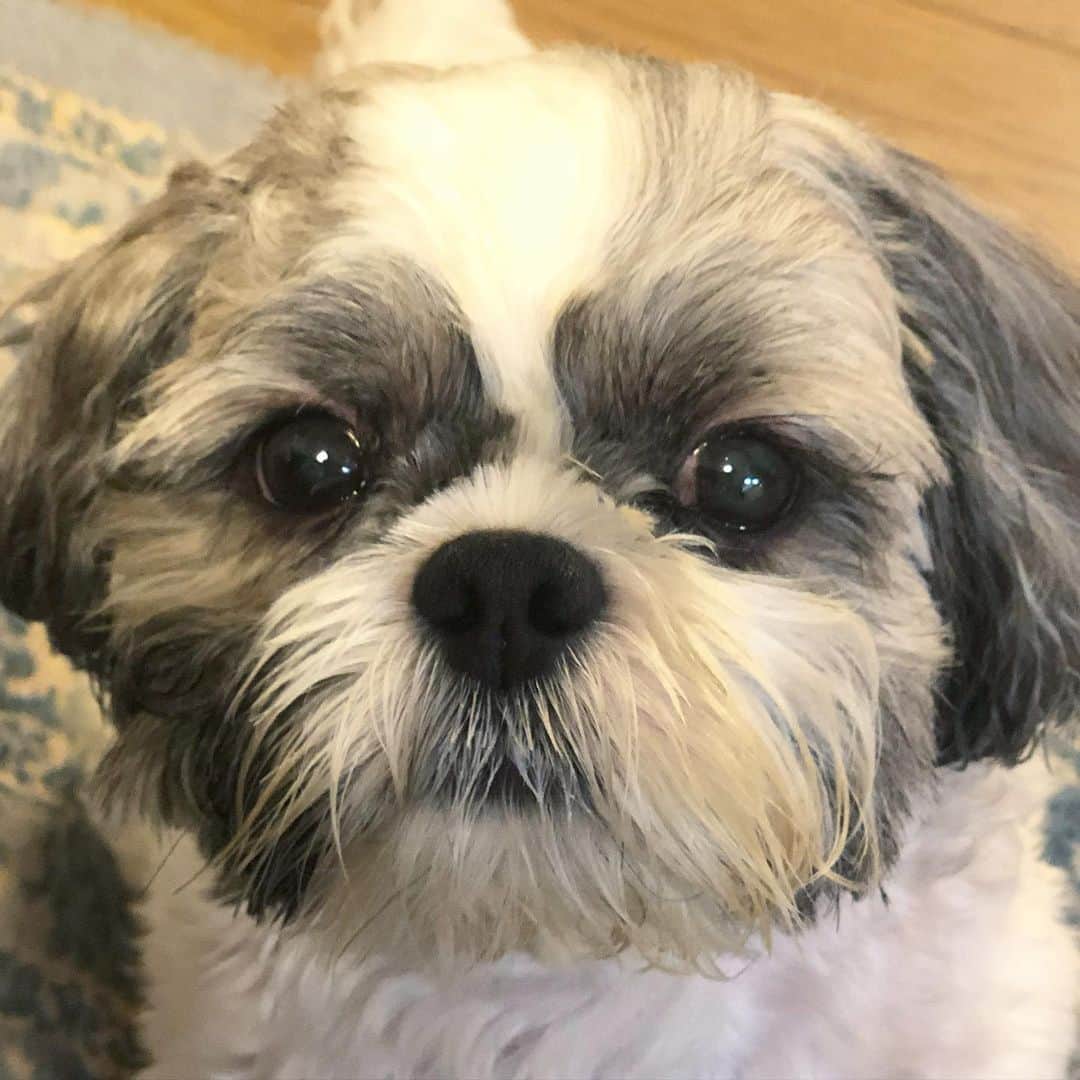 のインスタグラム：「我が家のまる🐶 世界一きゃわいいです お家時間よく一緒に遊んでます☺︎ #シーズー　#shihtzu  #stayhomewithdog  #犬とお家時間」