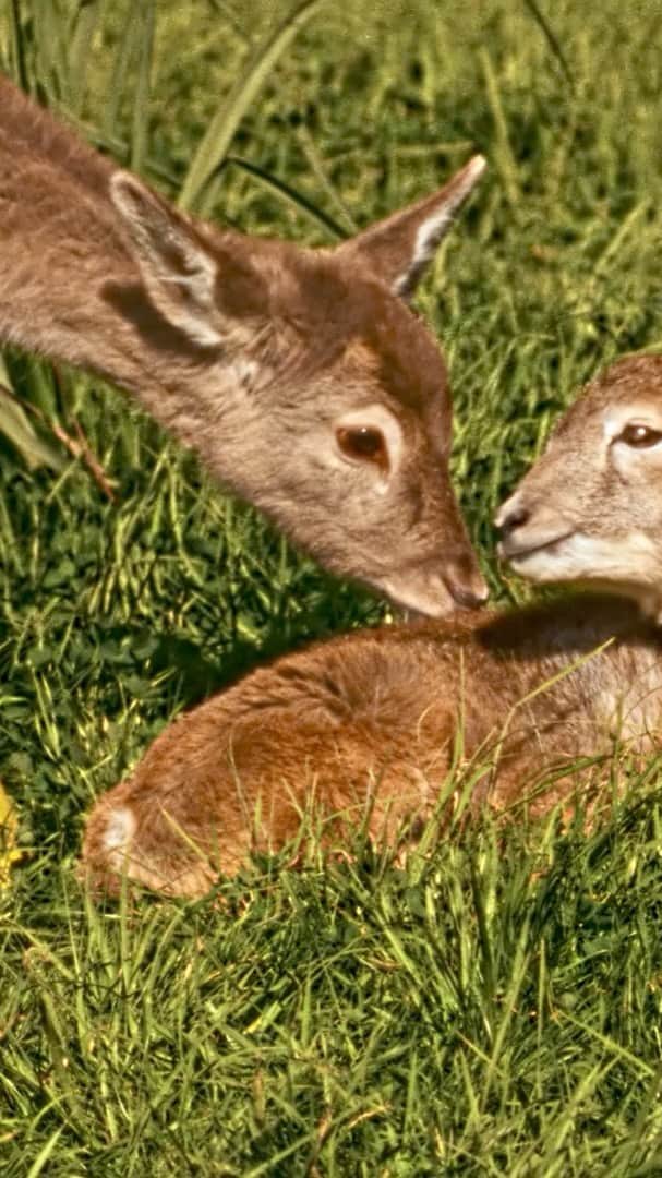 のインスタグラム：「An ode to innocence, when as children we revelled in nature and life, is the idea behind the new Gucci Pre-Fall 2020 campaign shot by Alasdair McLellan with creative direction by Alessandro Michele and art direction by Christopher Simmonds. A childlike imagination is woven through the scenes depicting the beauty and the personalities of a group of men, women and their beloved animals including a frog, an owl, deer, a skunk, squirrel, hedgehog and rabbits. With its call to nature, the campaign is ultimately an invitation to enjoy the simple things in life. Sometimes, it just takes very little, or a burst of imagination, to find some balance. ‘Some Velvet Morning’ Nancy Sinatra & Lee Hazlewood Lyrics and Music: Lee Hazlewood Publisher: Lee Hazlewood Music Corp. Publisher for Italy: Universal Music Publishing Ricordi Srl」