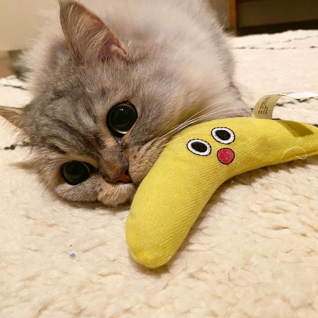 佐達ももこさんのインスタグラム写真 - (佐達ももこInstagram)「今月で3歳になったとみー🐈﻿ ﻿ @tommy_minuet ﻿ ﻿ こんなに1日中一緒にいるのはじめて🥰﻿ ﻿ なぜか父が一番好きなとみーです。笑﻿ ﻿ ﻿ #minuet#ミヌエット#猫#ねこ#ねこ部#仔猫#子猫#kitten#にゃんこ#成猫#catsofinstagram#catstagram#cat#ふわもこ部#にゃんすたぐらむ#ねこすたぐらむ#ねこら部#シェーデッドシルバー」4月28日 20時47分 - sadamomodayo