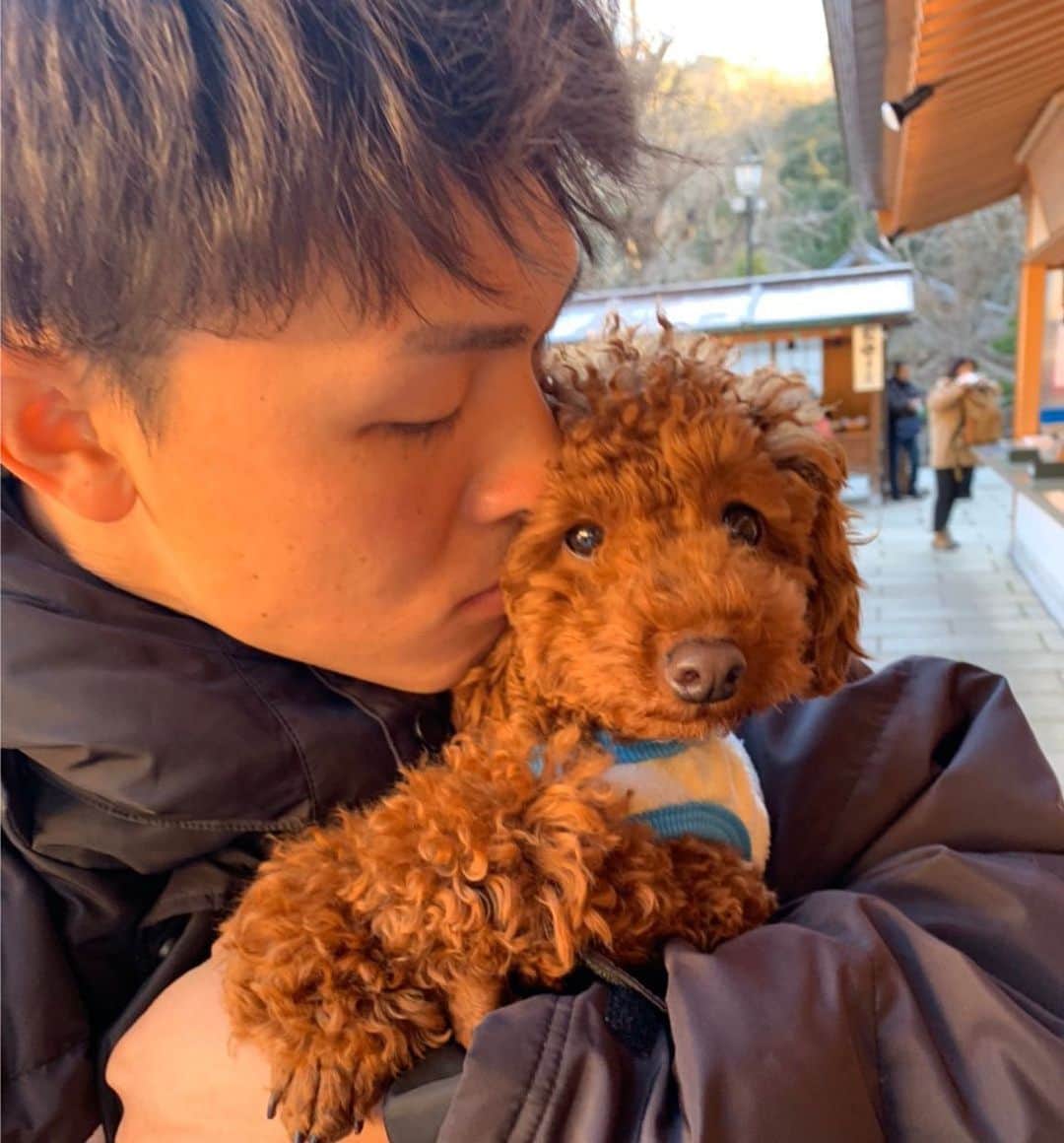 村上宗隆のインスタグラム：「丈さんの実家のハルちゃん！ インスタグラムのアカウントあるみたいです！ 皆さん是非フォローしてください🐶 #39 #宮本丈 #トイプードル #かわいい😍」