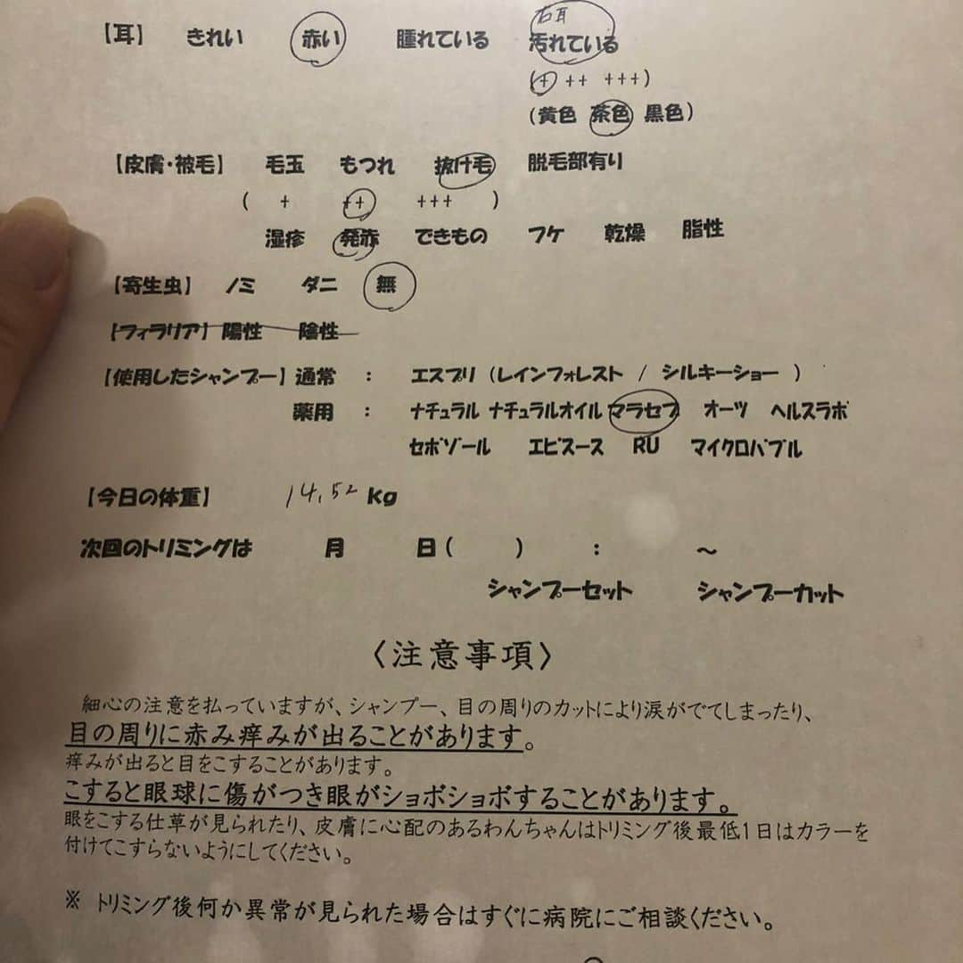 いなりさんのインスタグラム写真 - (いなりInstagram)「ライくんと遊んであげてたらテンション上がって襲ってくるから… お父さんの足の中に上手いこと入り込んだよ。 ✩.*˚ 今日は月2回のトリミングに行ってきました！ 耳が汚い、抜け毛あり、アトピー痒くて書いて発赤あり！ ✩.*˚ 何かさ、危機感持ってない人が多すぎ。子供にマスクもさせないで外出させてる親。 お前達がコロナになるのは勝手だけど、頼むでうつさんで。 一番コロナを発症してる年代は50代。 原因としては20代、10代の親御さんなんでしょう。 お前達は発症しないで楽しく休みを満喫しているかもしれない。 でも、親に移して親が他人に移して迷惑になるから頼むから家にいてくれ。 モンドも危機感がなくて何度も注意した。ライトは5歳なのに理解出来て何で16歳にここまで言われないとわからないのか…情けない。 ✩.*˚ 平熱が低い、風邪ひいても熱があまり出ない、風邪が長引く、アレルギー持ちの人！ 喘息持ちが死ぬんじゃなくて免疫力のない↑↑↑の人も死ぬぞ！！ ✩.*˚ 子供にこんな事を教えれるのは親だけ。ニュースみれないならネットで調べて勉強して子供に教えてやってくれ！ 沖縄、島に行くな！バカか？！ 飛行機も新幹線も高速もストップして。一生懸命、命を削りながら荷物も運んでくれてるトラックだけ高速を無料にしてよ。 ✩.*˚ 言葉が汚くなりましたが、これはコロナ疲れからくるものです。 医療関係の皆さん、トラックの運転手さん、販売員の皆さん、製造業の皆さん国民の為にありがとうございます！ ✩.*˚ 今日、ライトのママ友のグループLINEでみんなで話していて安心したけど、それ以上に危機感のない人の話しを聞いてムカつきました。 ✩.*˚ #毎週シャンプー犬 #三密を守らないガキ #泣かすぞ #マスクしろよ #しっかりしろ親 ！！ #柴 #しば #しばいぬ #日本犬 #いぬバカ部 #柴犬ライフ #サンデイ #犬 #pecoいぬ部 #shiba #shibainu  #shibadog  #shibarbucks #shibastagram #japanesedog #shibainulife #柴犬いなり」4月28日 21時15分 - shibainuinari