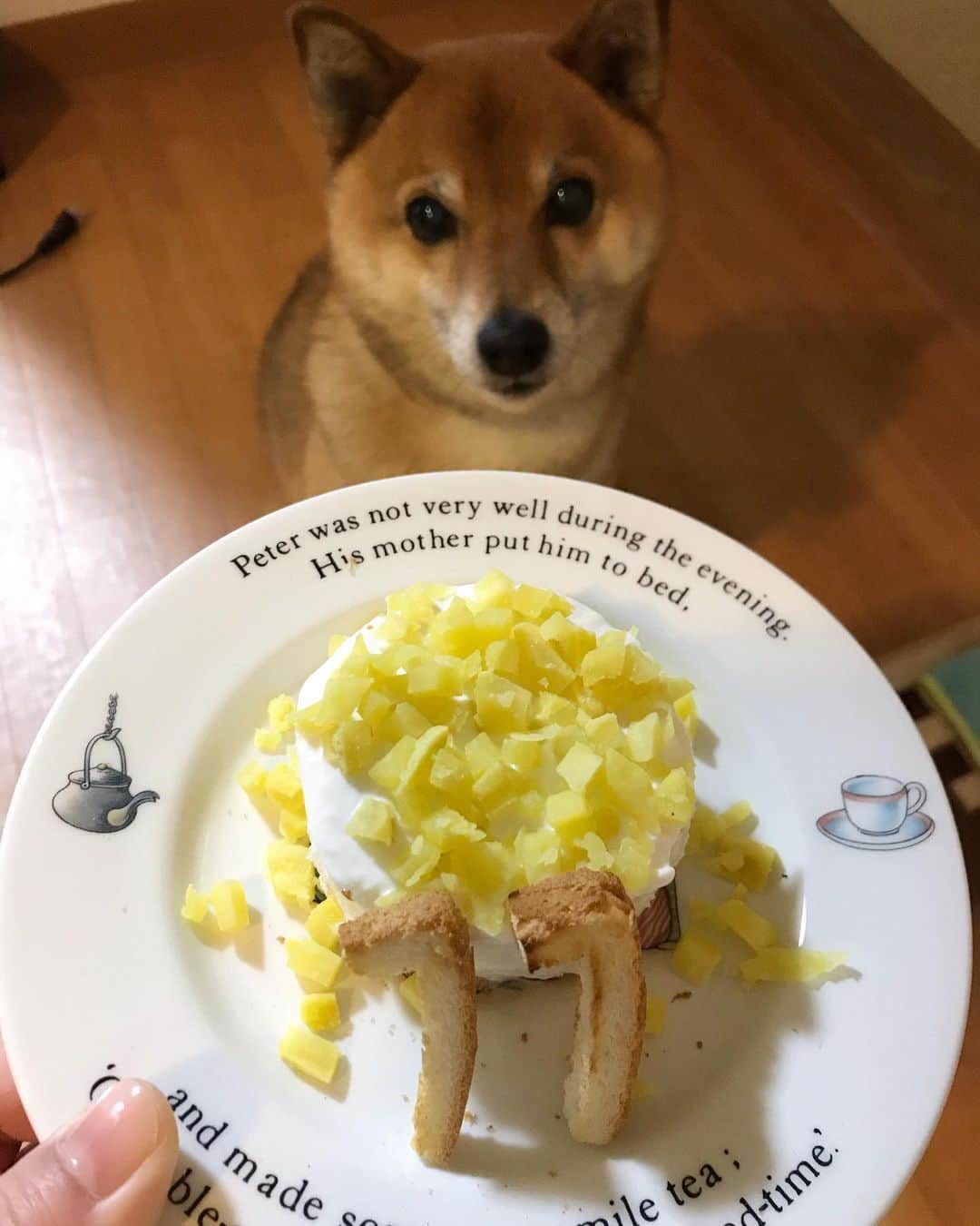 柴犬はなこ Shibainu Hanakoさんのインスタグラム写真 - (柴犬はなこ Shibainu HanakoInstagram)「本日、はなっぺ11才になりました🎂✨ 今年はパンと水切りヨーグルト、お芋でケーキ作りました♪ 初めて会う人に歳を言うとだいたい驚かれるベビーフェイスさんも、もう立派なシニアです🐶そして私もひとつ歳をとり😆 健康に気をつけて、お互いに元気で長生きしよーね💕まさかのケーキかぶりつき😂😂😂 #shiba #dog #shibainu #cake #柴犬　#犬　#ケーキ　#シニア犬」4月28日 21時19分 - kiki_beee