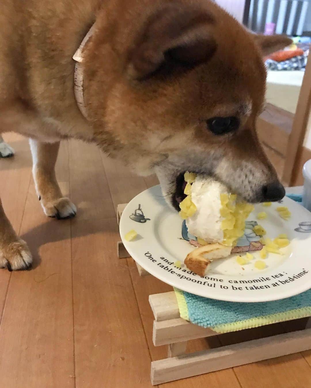 柴犬はなこ Shibainu Hanakoさんのインスタグラム写真 - (柴犬はなこ Shibainu HanakoInstagram)「本日、はなっぺ11才になりました🎂✨ 今年はパンと水切りヨーグルト、お芋でケーキ作りました♪ 初めて会う人に歳を言うとだいたい驚かれるベビーフェイスさんも、もう立派なシニアです🐶そして私もひとつ歳をとり😆 健康に気をつけて、お互いに元気で長生きしよーね💕まさかのケーキかぶりつき😂😂😂 #shiba #dog #shibainu #cake #柴犬　#犬　#ケーキ　#シニア犬」4月28日 21時19分 - kiki_beee