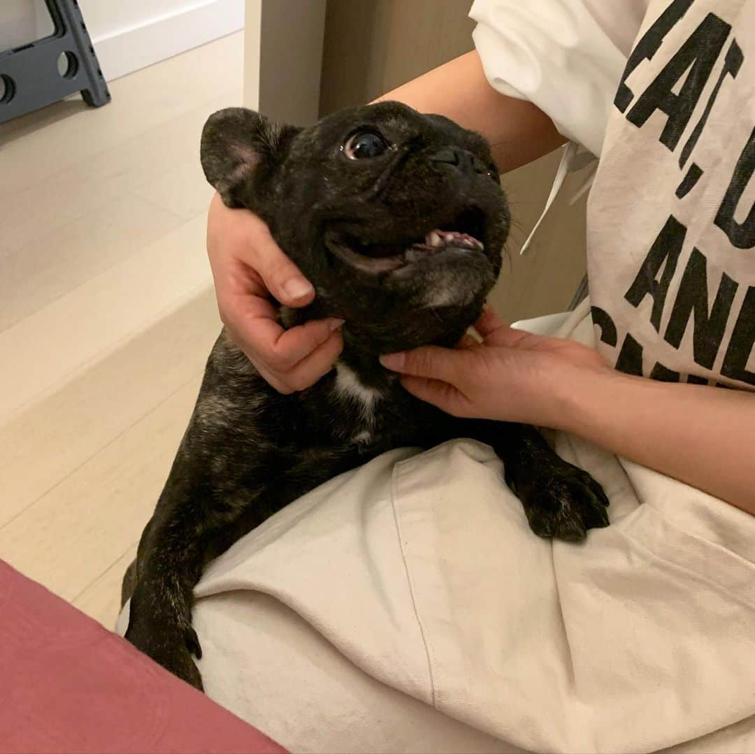 早川茉希さんのインスタグラム写真 - (早川茉希Instagram)「I miss her🥺🐶💕 ・ @lifewithgemi ・  #frenchbulldog #dogstagram #doglover #フレンチブルドッグ #フレブル #わんちゃんは癒し #元気いっぱい #お友達のわんちゃんです🐶 #可愛かったなぁ #時差投稿」4月28日 21時33分 - maki_hayakawa