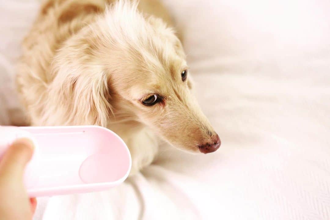 BETTYのインスタグラム：「お水試しに飲んで〜と、見せたけど、そらー飲む飲まないはベティの自由や…(笑) スライドさせるとお皿が出てきて、ボタンを押すと濾した水が出てきます @winsun.japan」