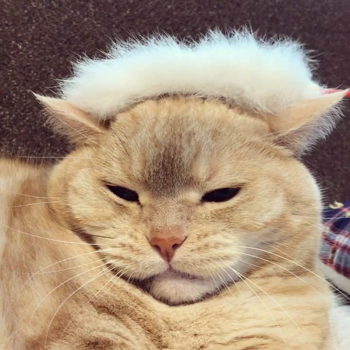 のインスタグラム：「猫じゃらしの間違った使い方 . #ヘッドマッサージ #猫じゃらし .」