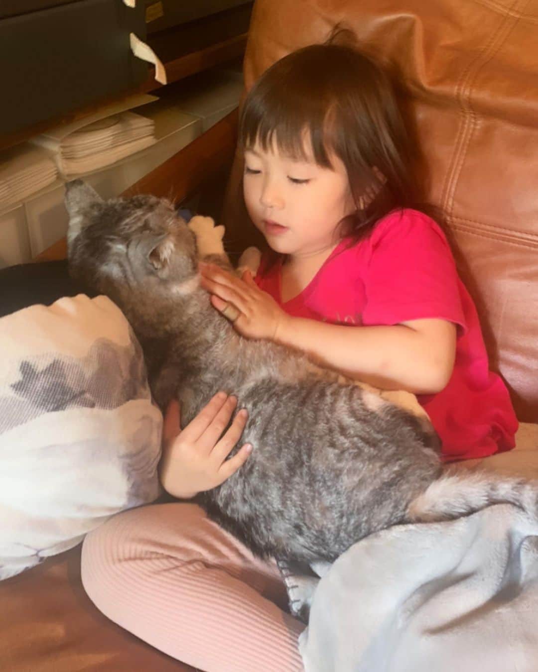 坂本美雨さんのインスタグラム写真 - (坂本美雨Instagram)「ふだんあんまり触れ合わないのだが 『めちゃくちゃかわいいと思ってる…！』 とのこと。 #サバ美となまこちゃん #cat #サバ美 いつかの #今日のなまこちゃん #stayhomewithcats  #4歳9ヶ月」4月28日 22時16分 - miu_sakamoto