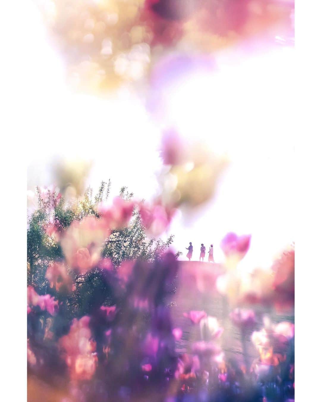 メグのん♡ A k i k oのインスタグラム：「♡Elves in the shining tulip field . , . . 🌷🌷🌷🌷🧚‍♀️💫🧚‍♀️🧚‍♀️💫🌷🌷🌷🌷 🌷🌷🌷🌷🌷🌷🌷🌷🌷🌷🌷🌷🌷 . . . . #stayhome ♡」