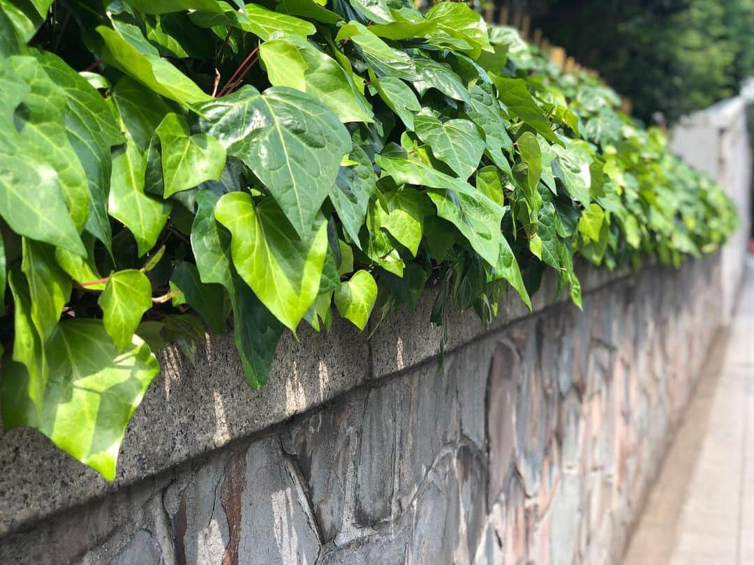 雅原慶のインスタグラム：「catch my eye 散歩道 . つやつやしてるね、君🌿✨ . #walk #green #road #caughtmyeye #散歩 #緑 #葉っぱ」