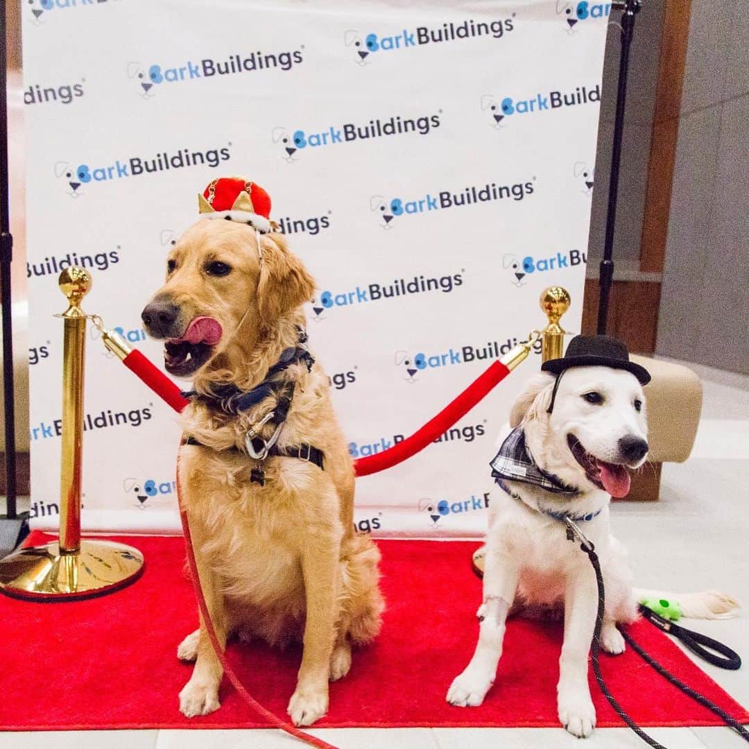 DogsOf Instagramさんのインスタグラム写真 - (DogsOf InstagramInstagram)「STORY TAKEOVER! “Just sitting here in our sweats on Day 859 of quarantine, reminiscing about more exciting times where we got to dress up for social events with our doggy friends!” writes @barkbuildings」4月28日 22時58分 - dogsofinstagram
