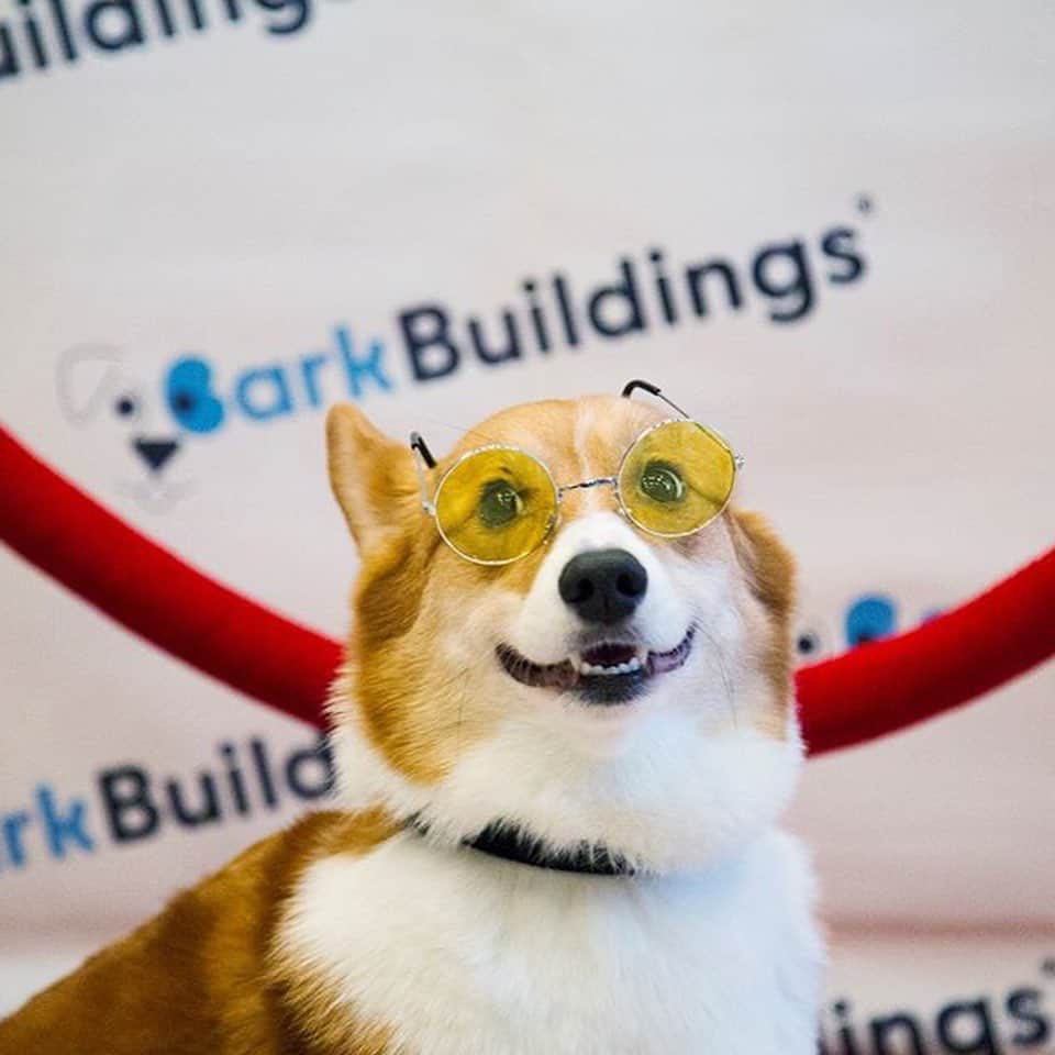 DogsOf Instagramのインスタグラム：「STORY TAKEOVER! “Just sitting here in our sweats on Day 859 of quarantine, reminiscing about more exciting times where we got to dress up for social events with our doggy friends!” writes @barkbuildings」