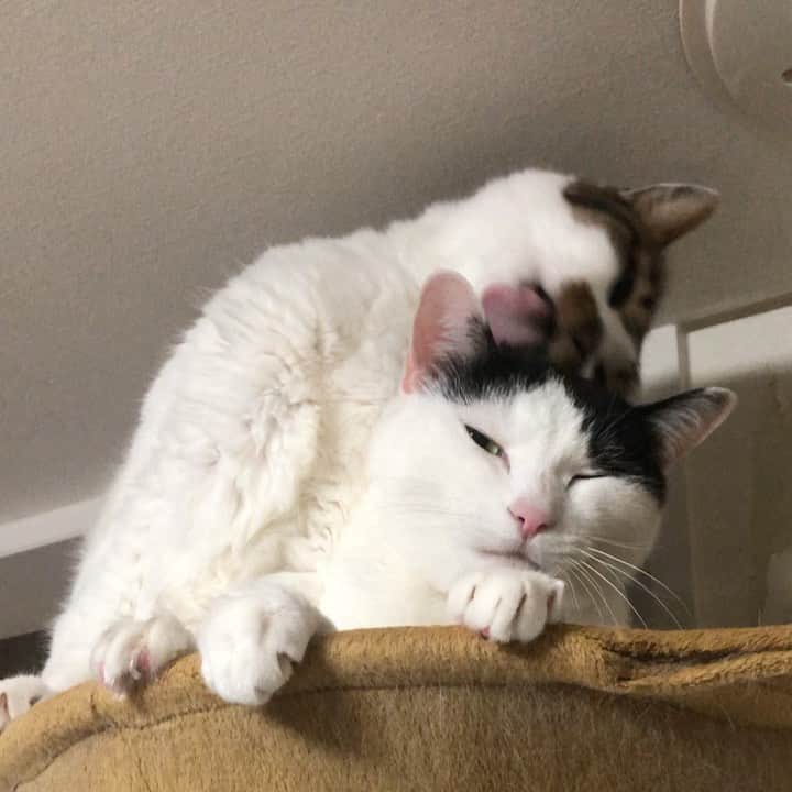 ghemtexのインスタグラム：「アップルティービィーのビースティボーイズストーリーを観ました#cat #grooming」