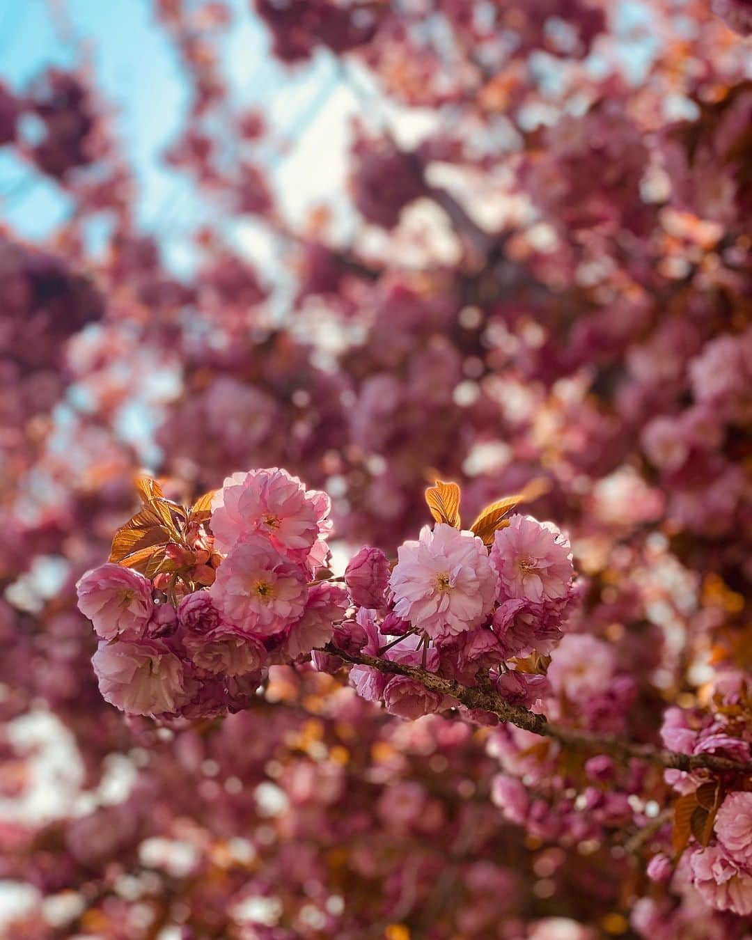 ダフネ・ジョイさんのインスタグラム写真 - (ダフネ・ジョイInstagram)「Just admiring some beauty from our walks lately. Spring is so beautiful here. 🌸 💕」4月28日 23時07分 - daphnejoy