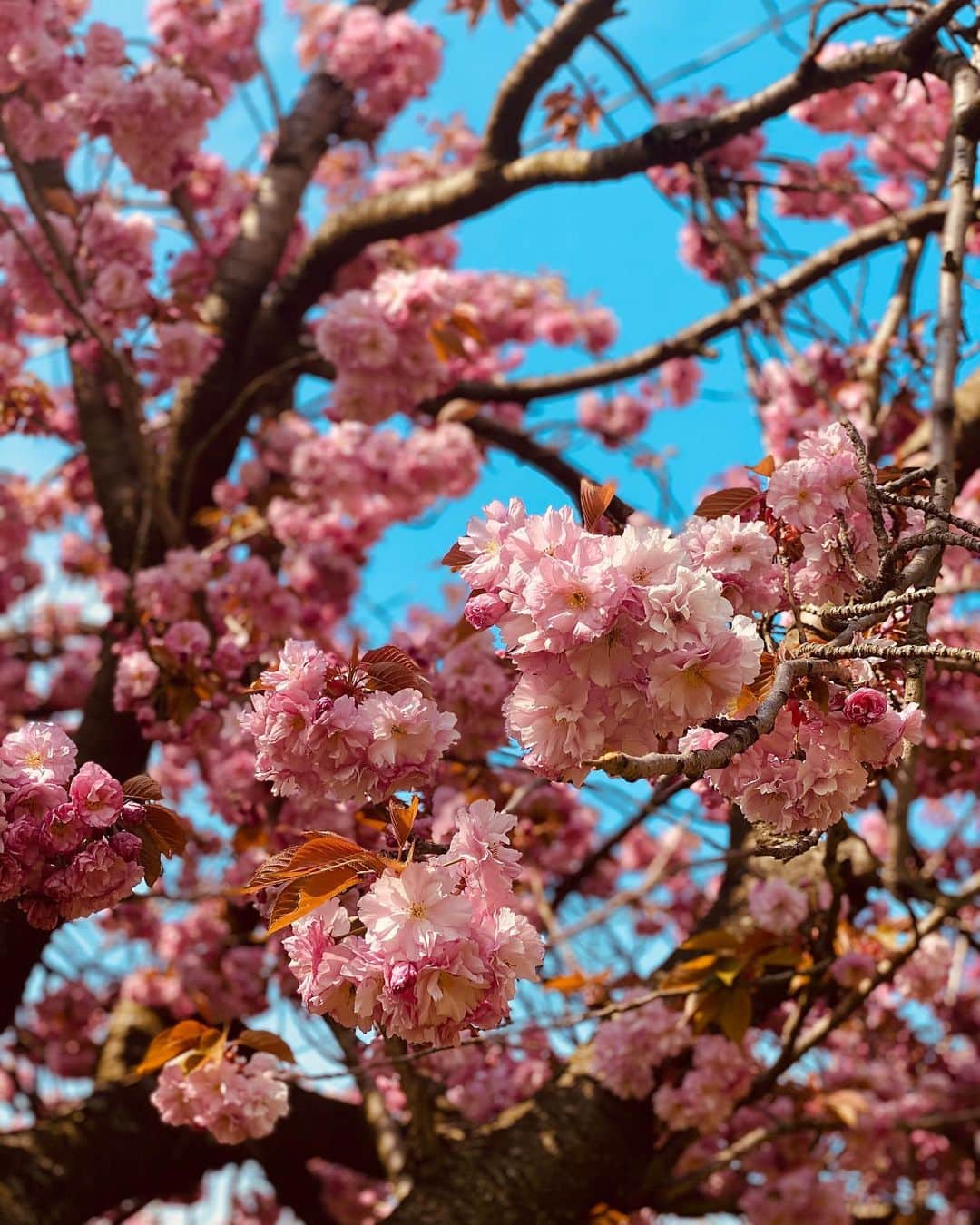 ダフネ・ジョイさんのインスタグラム写真 - (ダフネ・ジョイInstagram)「Just admiring some beauty from our walks lately. Spring is so beautiful here. 🌸 💕」4月28日 23時07分 - daphnejoy