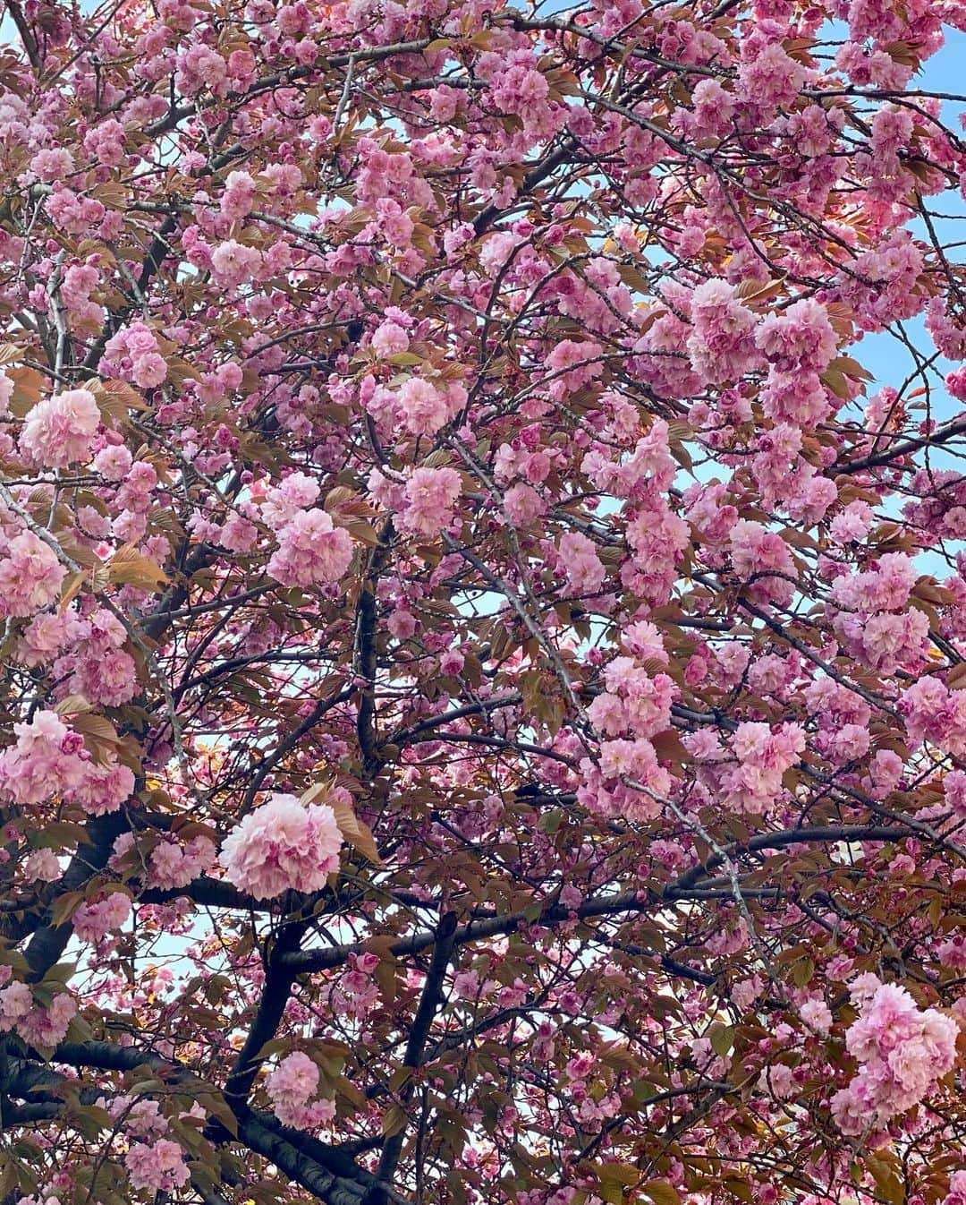 ダフネ・ジョイさんのインスタグラム写真 - (ダフネ・ジョイInstagram)「Just admiring some beauty from our walks lately. Spring is so beautiful here. 🌸 💕」4月28日 23時07分 - daphnejoy