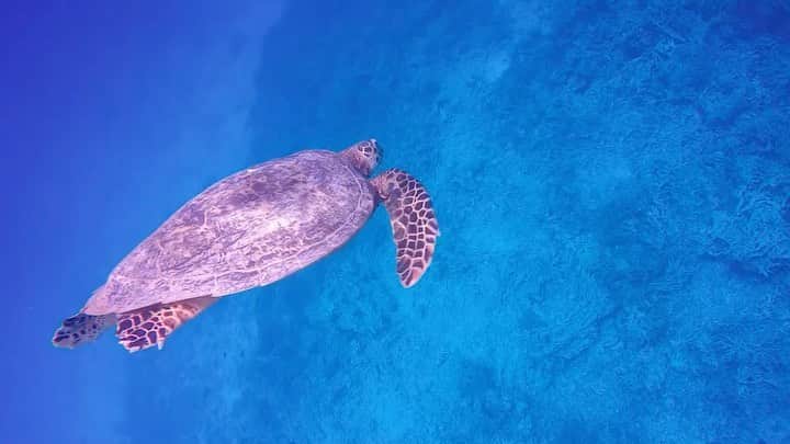 樹麗のインスタグラム：「〜沖縄旅行記〜 お待たせしました💎  綺麗すぎる海。 偉大な亀さんたち。 海の生き物たち。  泳ぎ教えてくれた 島の船員さん 島の友達  どの命も大切だから GWは家にいようよ。 楽しみにとっとこう💎. .  #座間味島 #シュノーケリング#🤿 #終息したら必ずまた逢いに行く#🐢#🐡#🐠」