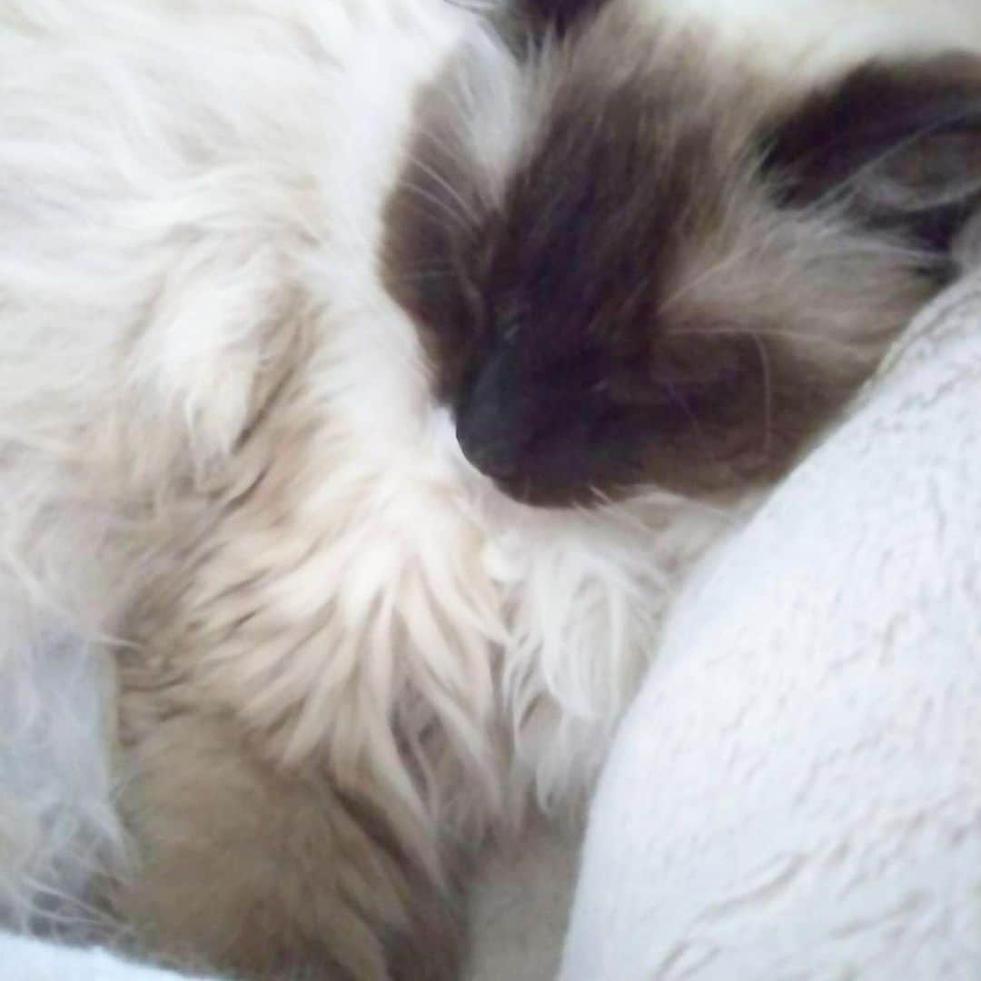 takegaeruのインスタグラム：「嫁ちゃんから送られてくるのはだいたいスヤスヤ写真 君たちはStay Home の達人（達猫❓）だねぇ😚❤️ #cat #猫 #ragdoll #ラグドール #ホワイトポッチーズ #よもねこ #よもぎねこ #キジトラ #きじとら」