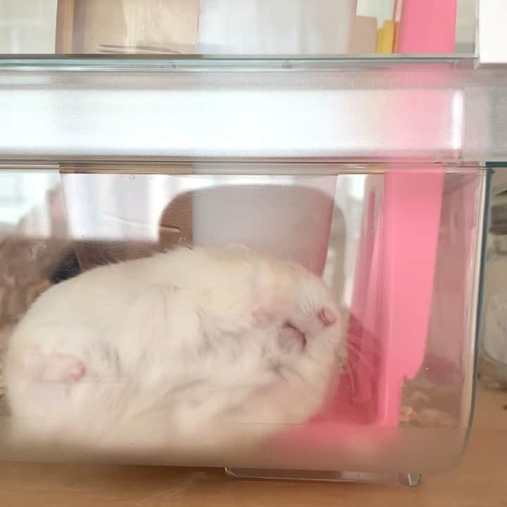 hamster_mocoのインスタグラム