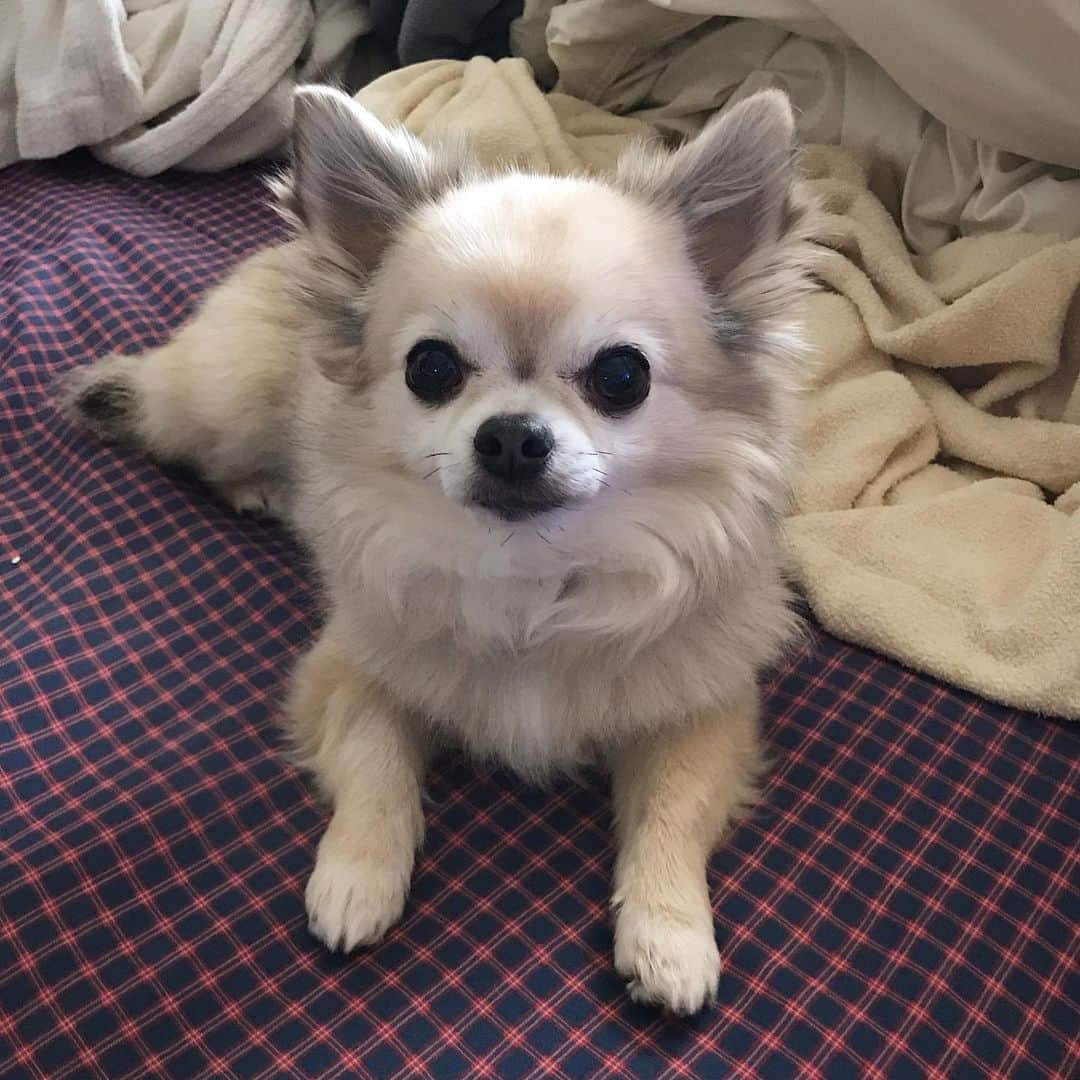Kダブシャインのインスタグラム：「ミーさま、みどりの日に11さいおめでとう🎉いつも輝いてくれてて、ありがとう！最近は一緒にいる時間が増えて嬉しいね🥰」