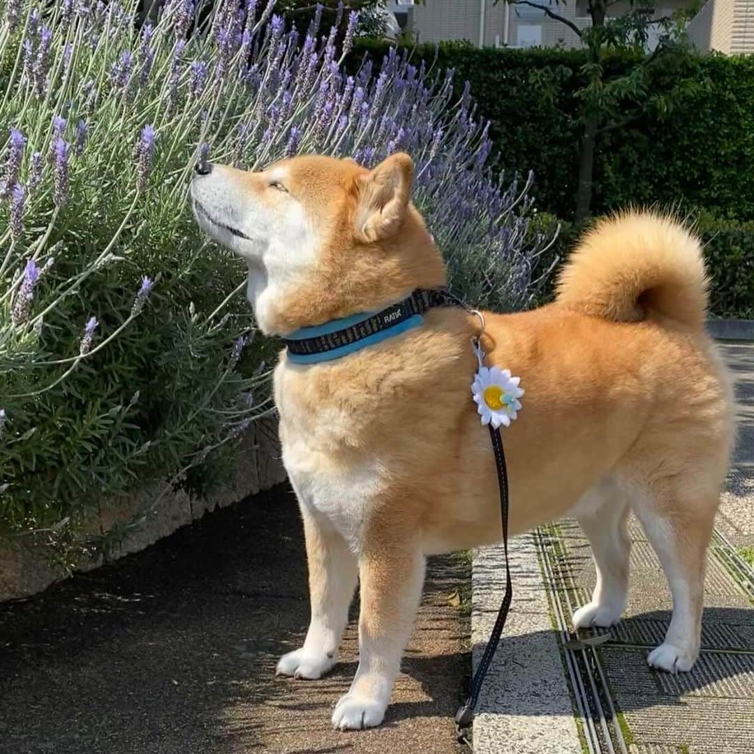 まる（まるたろう）さんのインスタグラム写真 - (まる（まるたろう）Instagram)「Good morning!✨🐶☺️✨今日はラベンダーのお花を見つけたよ〜 #いい匂いだね #まるの嗅覚はパパの100億倍 #どんな匂いも見逃さない👃」4月29日 10時35分 - marutaro