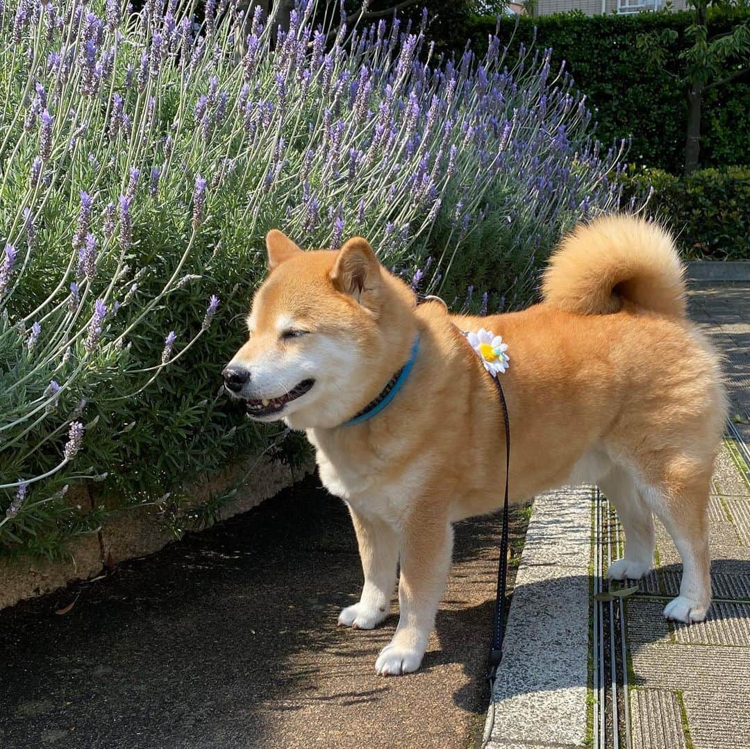 まる（まるたろう）さんのインスタグラム写真 - (まる（まるたろう）Instagram)「Good morning!✨🐶☺️✨今日はラベンダーのお花を見つけたよ〜 #いい匂いだね #まるの嗅覚はパパの100億倍 #どんな匂いも見逃さない👃」4月29日 10時35分 - marutaro