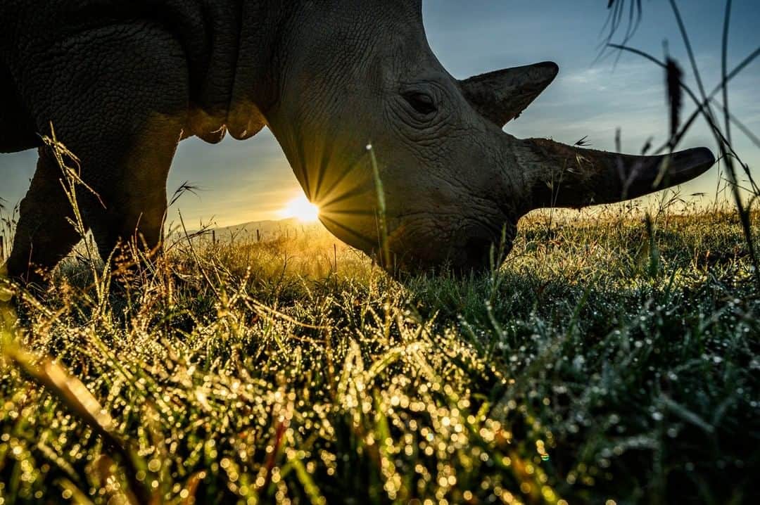 National Geographic Travelさんのインスタグラム写真 - (National Geographic TravelInstagram)「Photo by @amivitale | One of the last two northern white rhinos on the planet grazes with head keeper Zacharia Mutai on the wide-open savanna of @OlPejeta Conservancy in northern Kenya. Najin and Fatu are currently the last two northern white rhinos, but scientists and conservationists are working to change that. In a groundbreaking undertaking, they have created three northern white rhino embryos from oocytes (immature egg cells) harvested from Najin and Fatu and genetic material from deceased northern white rhino males. The embryos are being stored in liquid nitrogen to be transferred into a surrogate southern white rhino mother in the near future, likely sometime this year. The team is from Leibniz Institute for Zoo and Wildlife Research (@leibnizizw), Avantea, @OlPejeta Conservancy, @KenyaWildlifeService, and @SafariParkDvurKralove.  Learn more, including how to help, by following @amivitale, @olpejeta, and @BioRescue_Project. @bmbf.bund @MinistryOfTourismAndWildlifeKE #NorthernWhiteRhinos #StopExtinction #Rhinos #conservation #kenya」4月29日 9時04分 - natgeotravel