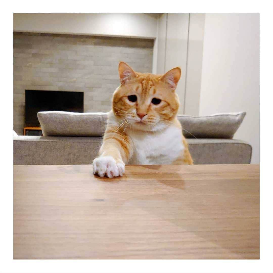 のインスタグラム：「* ここに、GBWの開始を宣言する！byぐ痴事。 ・ #GoldenBallWeek ・ Guppy President.」