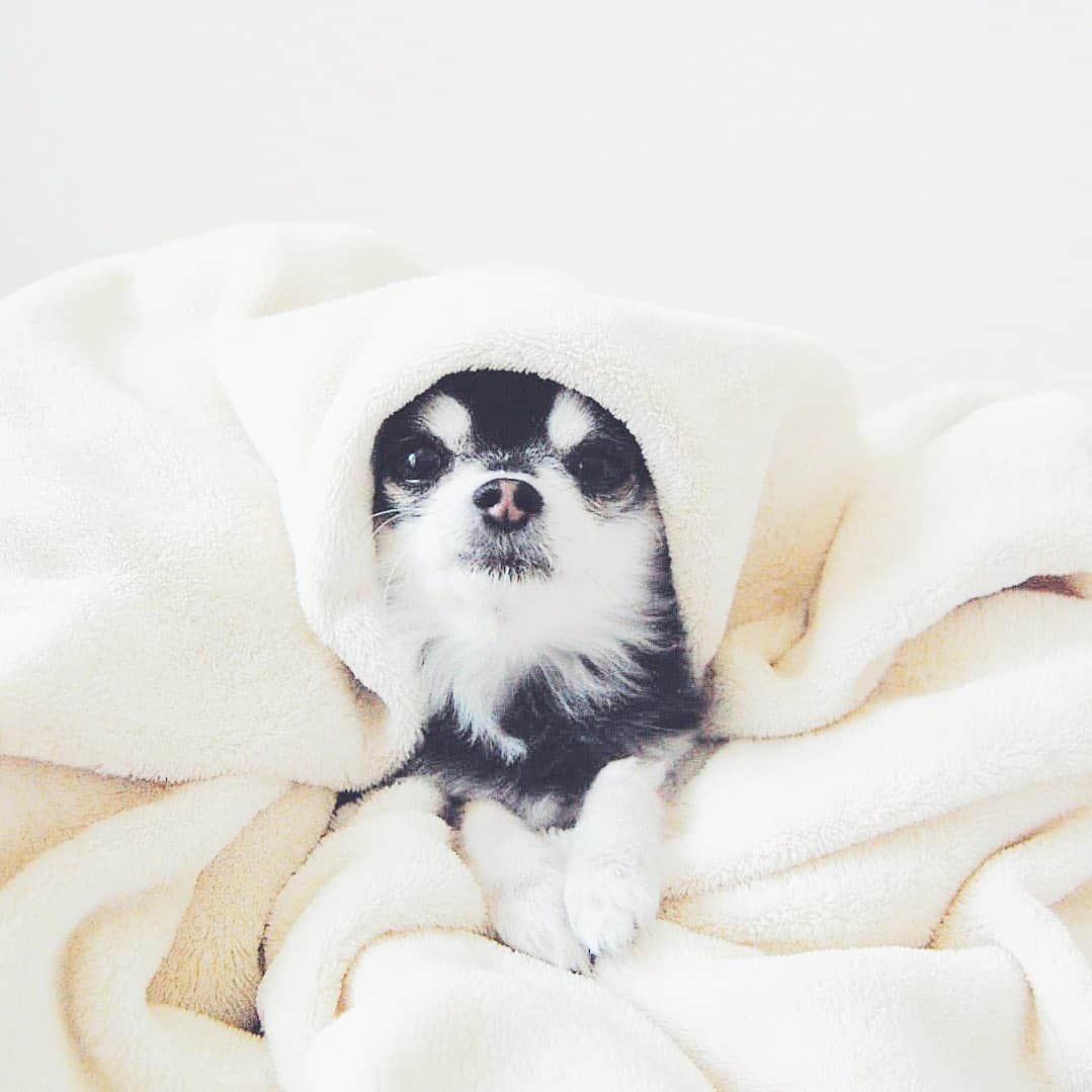 ダダさんのインスタグラム写真 - (ダダInstagram)「It’s Dada’s Cozy Collection. Sleepy Dada was super cute!  今日は、リラックスしているDadaのコレクションです。ペットたちが安心して寝ている姿は見ているだけで癒されますね♡  #StayHome #WithDada #dog #chihuahua #うちで過ごそう #ステイホーム #犬 #チワワ」4月29日 10時06分 - dog_dada