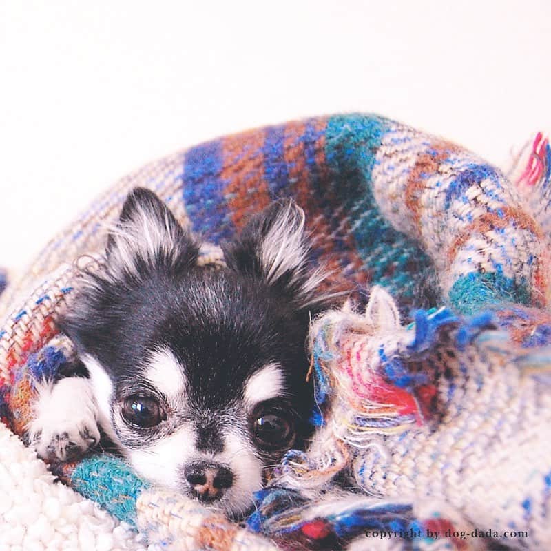 ダダさんのインスタグラム写真 - (ダダInstagram)「It’s Dada’s Cozy Collection. Sleepy Dada was super cute!  今日は、リラックスしているDadaのコレクションです。ペットたちが安心して寝ている姿は見ているだけで癒されますね♡  #StayHome #WithDada #dog #chihuahua #うちで過ごそう #ステイホーム #犬 #チワワ」4月29日 10時06分 - dog_dada