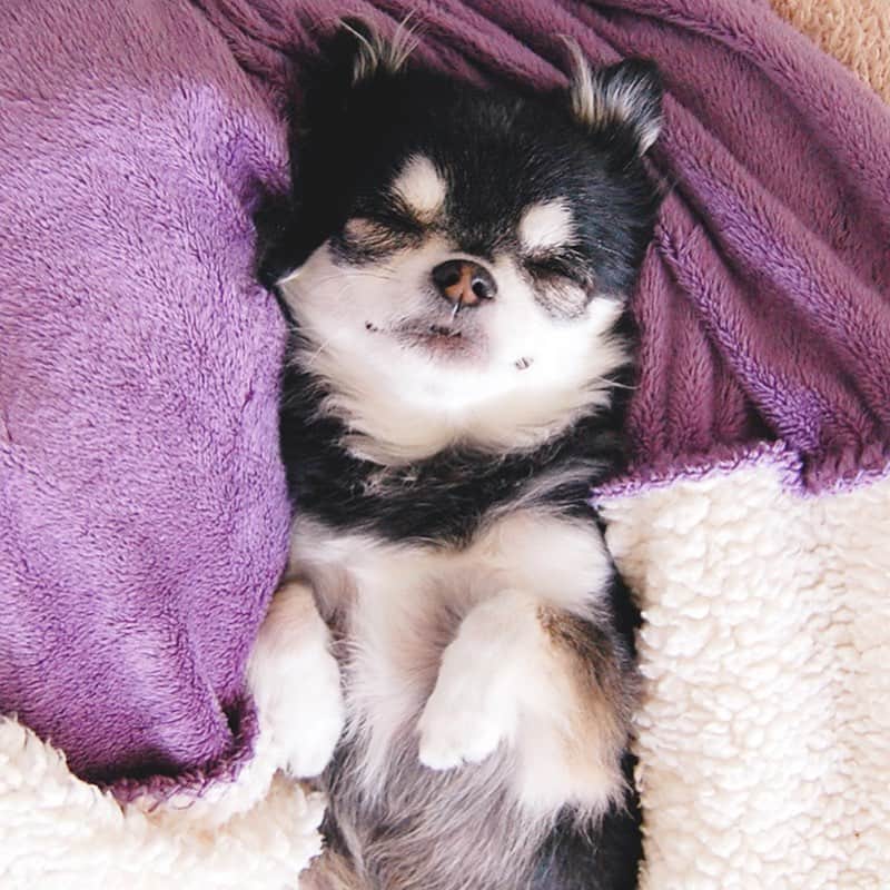 ダダさんのインスタグラム写真 - (ダダInstagram)「It’s Dada’s Cozy Collection. Sleepy Dada was super cute!  今日は、リラックスしているDadaのコレクションです。ペットたちが安心して寝ている姿は見ているだけで癒されますね♡  #StayHome #WithDada #dog #chihuahua #うちで過ごそう #ステイホーム #犬 #チワワ」4月29日 10時06分 - dog_dada