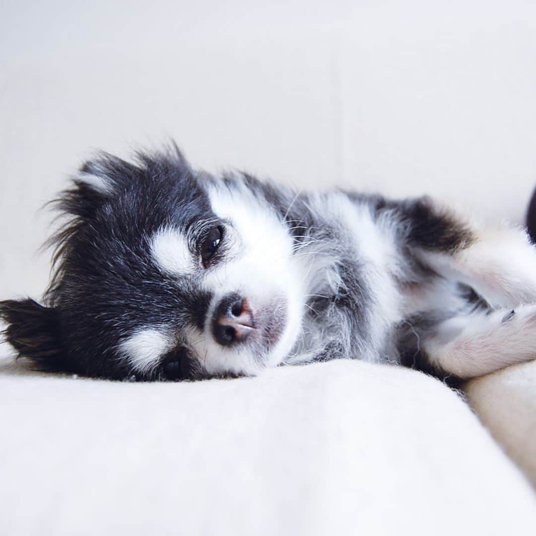 ダダさんのインスタグラム写真 - (ダダInstagram)「It’s Dada’s Cozy Collection. Sleepy Dada was super cute!  今日は、リラックスしているDadaのコレクションです。ペットたちが安心して寝ている姿は見ているだけで癒されますね♡  #StayHome #WithDada #dog #chihuahua #うちで過ごそう #ステイホーム #犬 #チワワ」4月29日 10時06分 - dog_dada