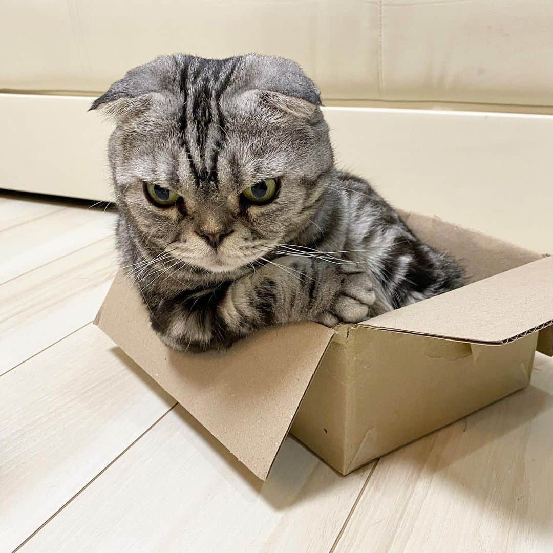 Shishi-maruのインスタグラム：「🐱良い夢を 🐱Sweet Dreams ーーーーーーーーーーーーー 🌺「渋ネコ ししまるさん」ねこのきもちWEB MAGAZINE にて毎週金曜日エッセイの連載中 ーーーーーーーーーーー 📕「ぷっちねこ。」「3匹のちいさな猫を召喚できたなら」「ちいさな猫を召喚できたなら」徳間書店より単行本発売中 ーーーーーーーーーーー ⭐︎ねこ漫画→@tacos_cat 🌺Twitter →@taco_emonemon ーーーーーーーーーーー」