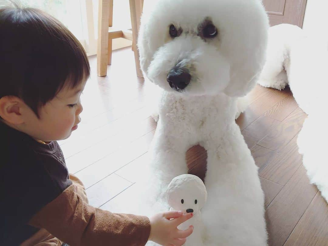 たまねぎさんのインスタグラム写真 - (たまねぎInstagram)「. . @rana.botanical さんの焼き物作家さんに、空陸岳作ってもらったー( ꈍᴗꈍ)💕 . . #standardpoodle #dog #lovedogs #poodlesofinstagram #スタンダードプードル #whitepoodle #大型犬と子供 #poodle #dogstagram #いぬのいる生活 #もふもふ部 #わんこ部 #子どもと犬 #kidsanddog  #いぬのきもち #犬と暮らす #いぬなしでは生きていけません  #ママリ #キズナ #コドモノ #いこーよ #いぬのきもち #焼物」4月29日 1時39分 - tamanegi.qoo.riku