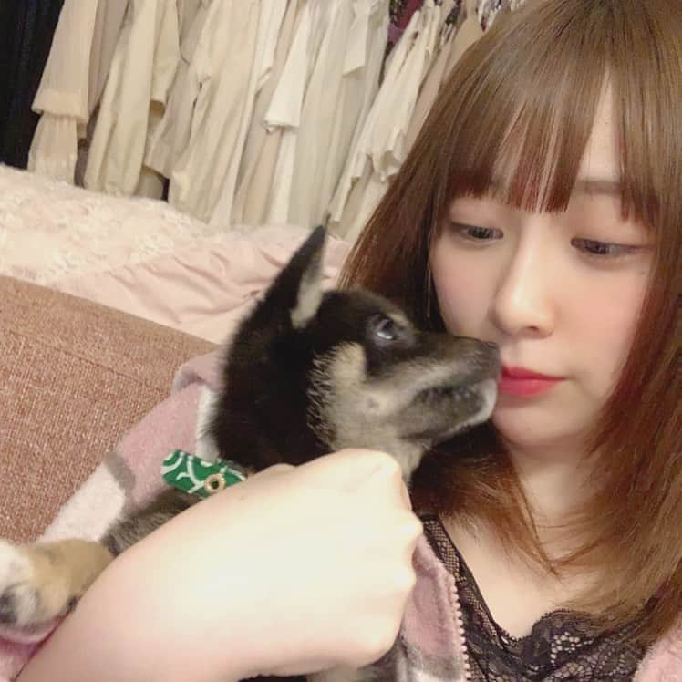 環奈（長沢菜々香の飼い犬）のインスタグラム：「😘 . . . .  #豆柴#柴犬#日本犬#黒柴#黒豆柴#まめしば#しばいぬ#しば#しばすたぐらむ #こいぬ #柴  #ここ柴部#柴子犬 #shibalove #mameshiba #kuroshiba #shibainu #shiba #shibadog #shibastagram #shibastyle」