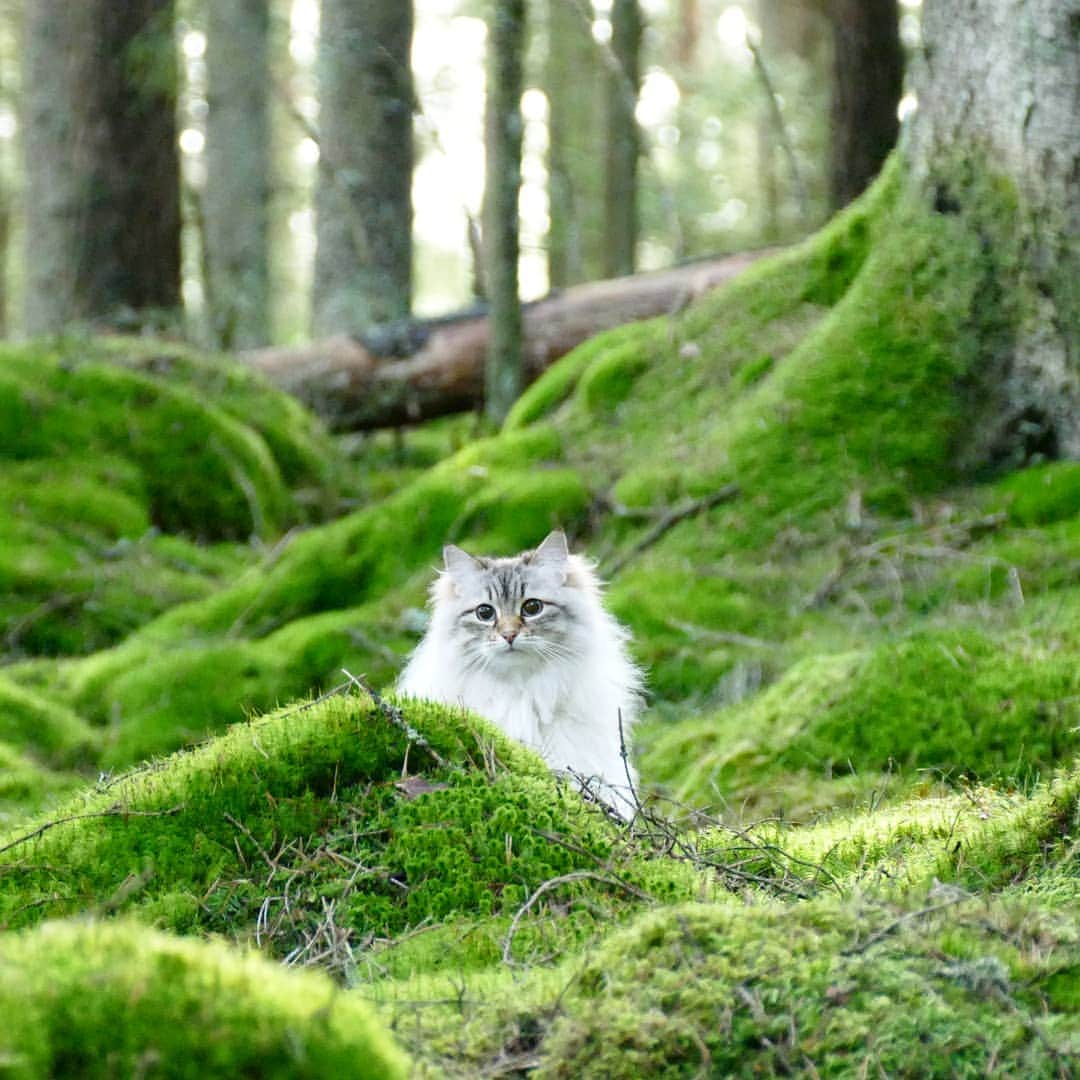 Floraのインスタグラム：「Peekaboo!!🙈😻 #cat #kitten #spring #2020 #april #catsofinstagram #instagram #catstagram」