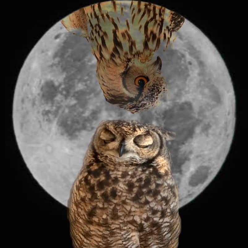 川和真奈美のインスタグラム：「月よ #ふくろう  #月齢フォト  #owl  #bengaleagleowl #写真好きな人と繋がりたい  #写真加工」