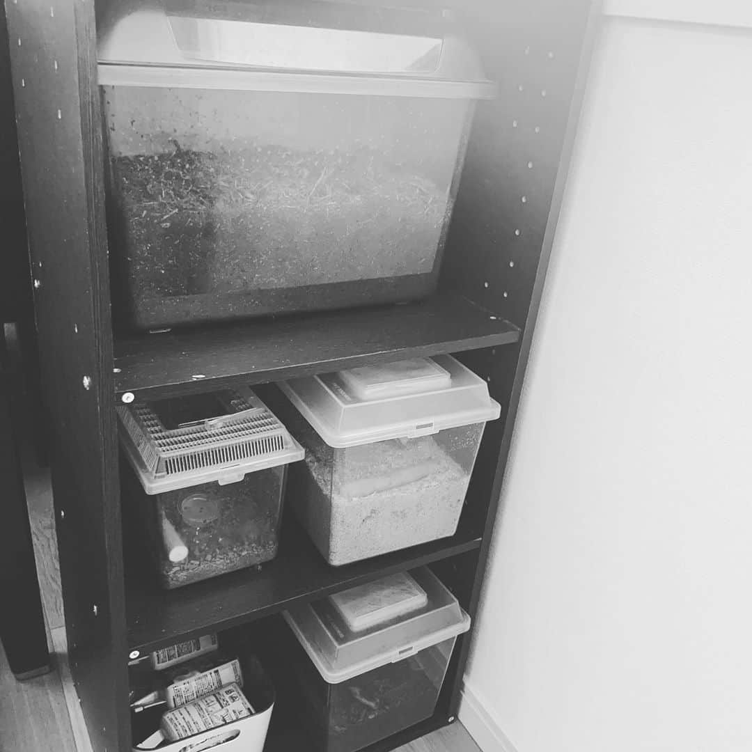 乙黒えりさんのインスタグラム写真 - (乙黒えりInstagram)「久しぶりにお花を買いました🌷 自分で選ぶと時間かかりそうだったのでお任せで、短時間で済むようにお願いしました。 今色々な場所の収納見直し中。 おうち時間を利用して、いらない紙類など処分して棚の収納スペースを空けました。 窓際ワークスペースを片付けて、通信のお勉強したり工作したりできるように。 リビングのテーブルの上も常に子供のお勉強&道具などがあるのでIKEAの収納ケースを置くことに。  子供がずっと家にいると物だらけでぐっちゃぐちゃになるけど、(特に次女w)少しずつ子供たちにも収納場所に戻すことを意識してもらいたい〜。 引き出しの中の整理の仕方とか、整理収納のコツについてもじっくり教えるいい機会になったかな。 子供部屋の大掃除は3時間もかかった😅 娘の趣味を尊重して虫かご収納も作りました。家にあったいらない棚を使ってとりあえずね。 #今できることを楽しむ #おうち時間　#整理収納 #収納見直し #花のある暮らし  #irotoiro#おうち時間#おうち収納」4月29日 10時39分 - ellyotoguro