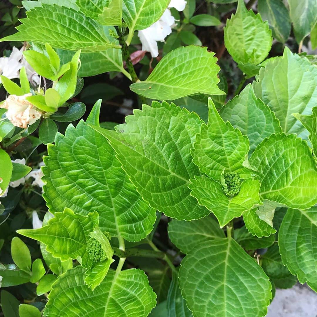 のインスタグラム：「. ツツジが咲き終わったら…次は紫陽花かなぁ🎵 小さい蕾がいっぱい💙🤍💜 . . . #ツツジから紫陽花へ #小さい蕾 #何色が咲くかな #季節は巡る #それにしても良い天気 #洗濯しまくり #庭で日光浴  #紫陽花の花言葉 #移り気 #家族団欒  #花のある暮らし #植物のある暮らし #私の癒し」
