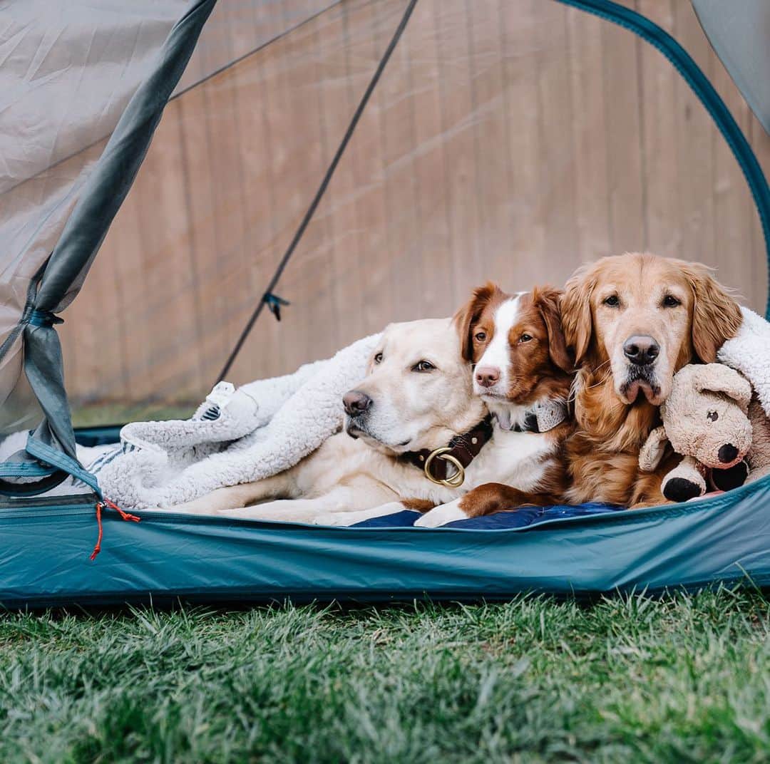 ケルティさんのインスタグラム写真 - (ケルティInstagram)「Your kids may not want to camp in the backyard but your dogs do. #dogsofkelty #keltybuilt #builtforplay #campathome 📷 @mycaninelife」4月29日 5時28分 - keltyusa