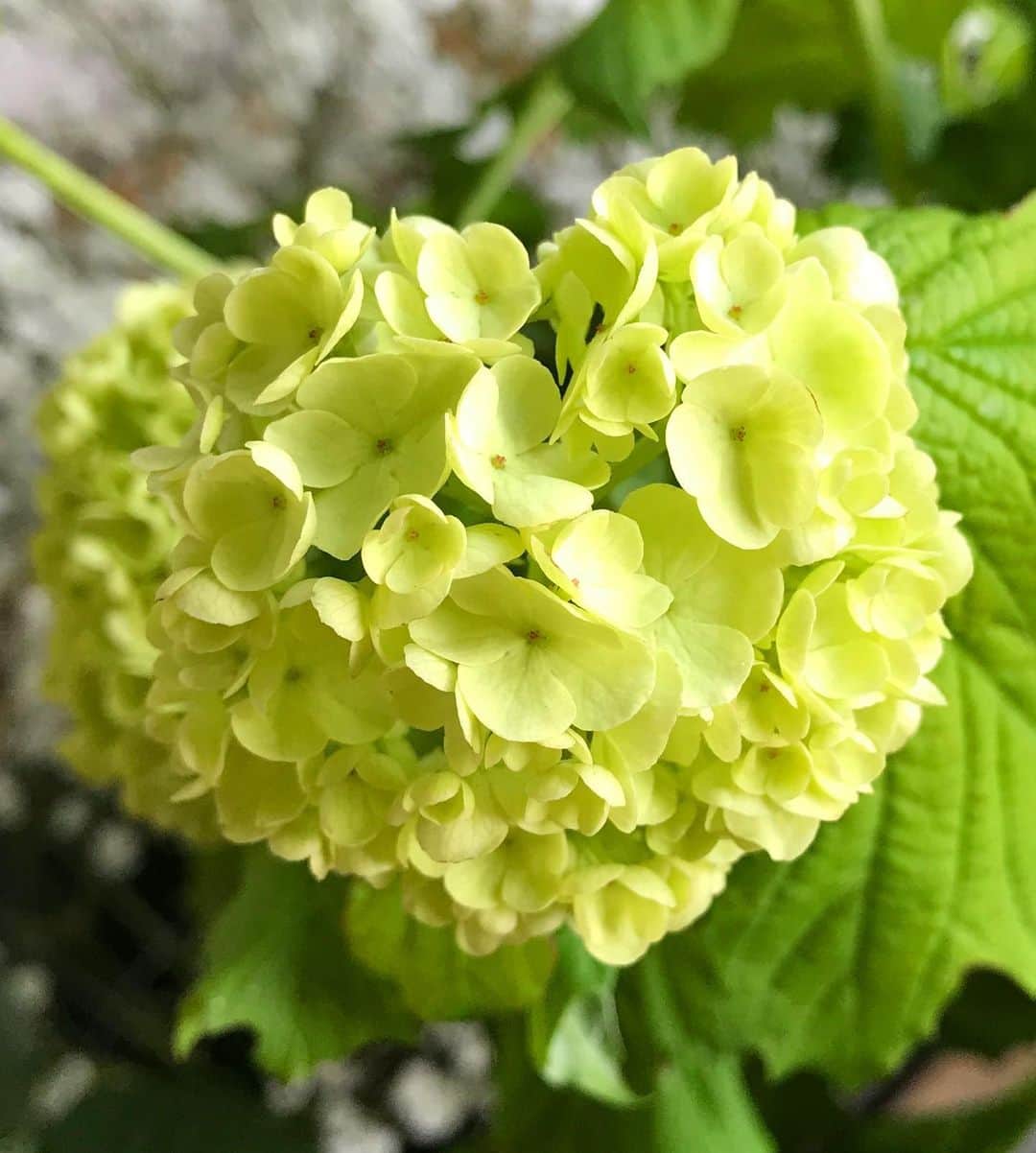 前野えまさんのインスタグラム写真 - (前野えまInstagram)「ビバーナム・スノーボール🌿 今は淡いグリーンの花だけど、だんだん白い花に変わっていくそうです✨ どんなふうに変わっていくのか楽しみです🥰 ・ ・ #おはようございます #グリーンの花 #緑 #花 #ビバーナムスノーボール #花と私 #花のある暮らし #お花好きな人と繋がりたい #前野えま  #goodmorning #green #flowers #flowerstagram #flowerphotography #viburnum #snowbowl  #follow #followme #instafollow #instagood #tagsforlikes #tflers #tagsforlikesapp #actor #actress #girl #photography #portrait #portraitphotography」4月29日 6時50分 - maeno_ema
