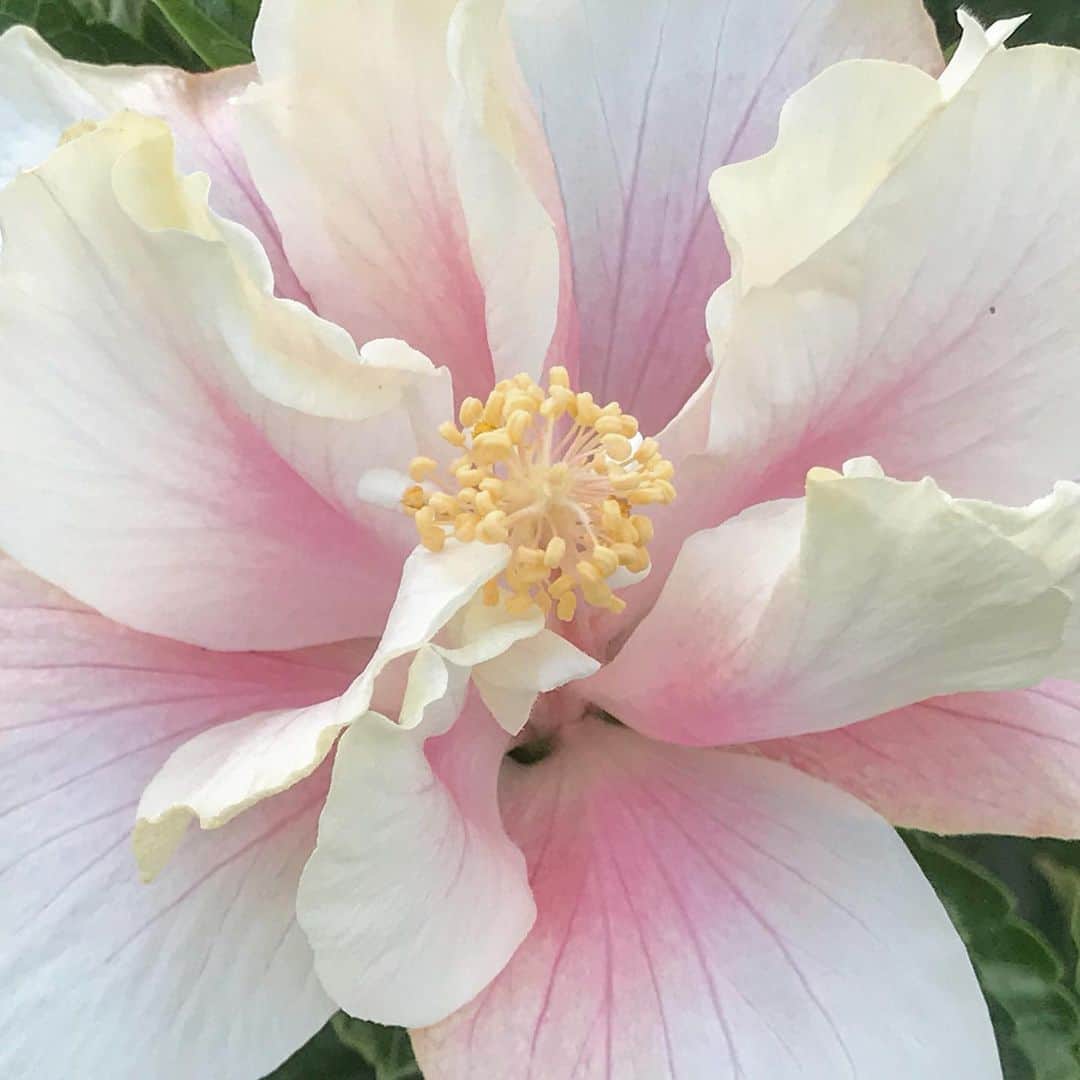 藤代冥砂さんのインスタグラム写真 - (藤代冥砂Instagram)「朝のハイビスカス🌺 オキーフの花みたいだな。 深呼吸ひとつ。 ふうう。  #ハイビスカス　#朝の花　#沖縄」4月29日 7時51分 - meisafujishiro